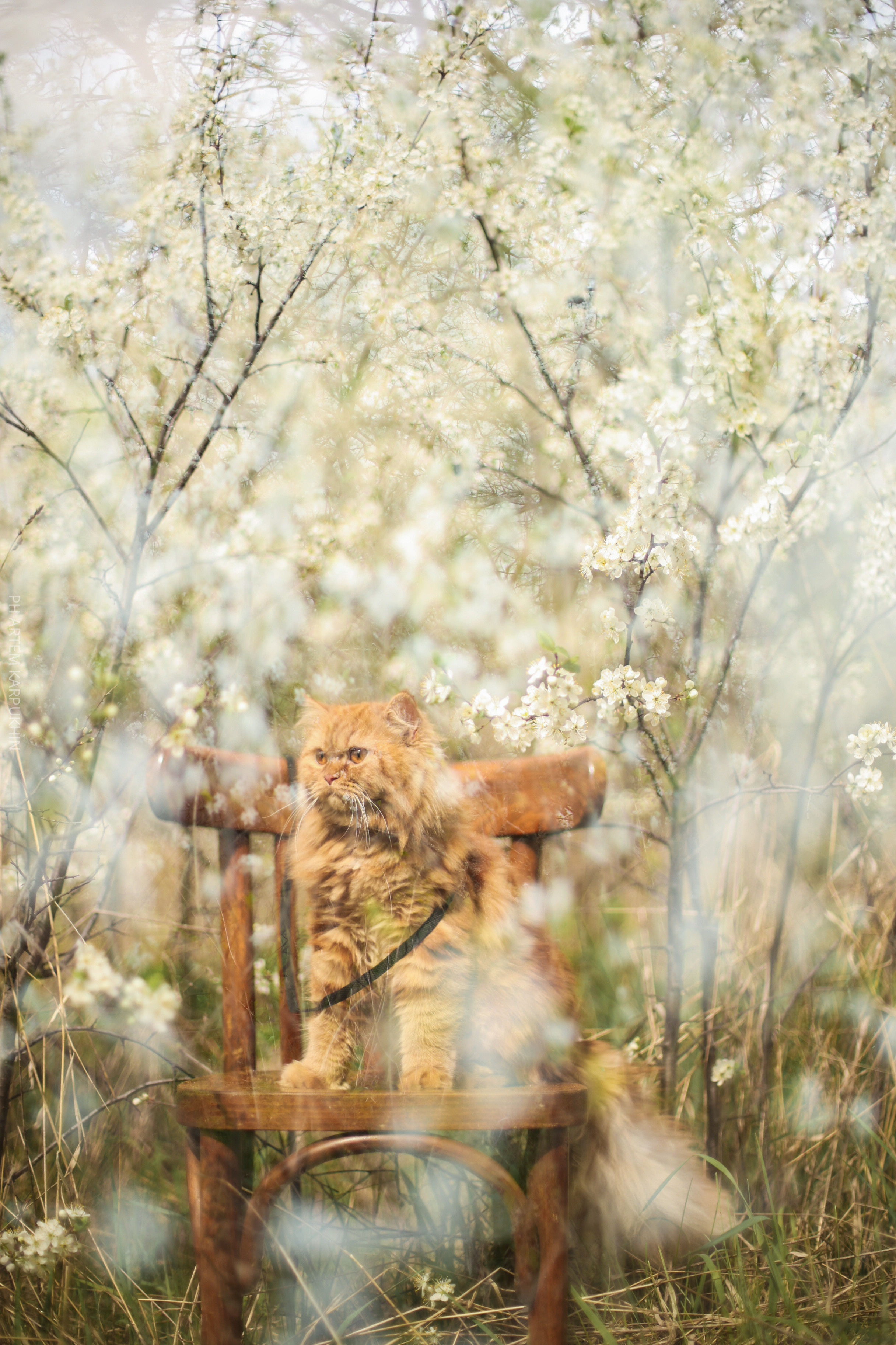 Плюша. Фотограф городских и семейных событий Артем Карпухин