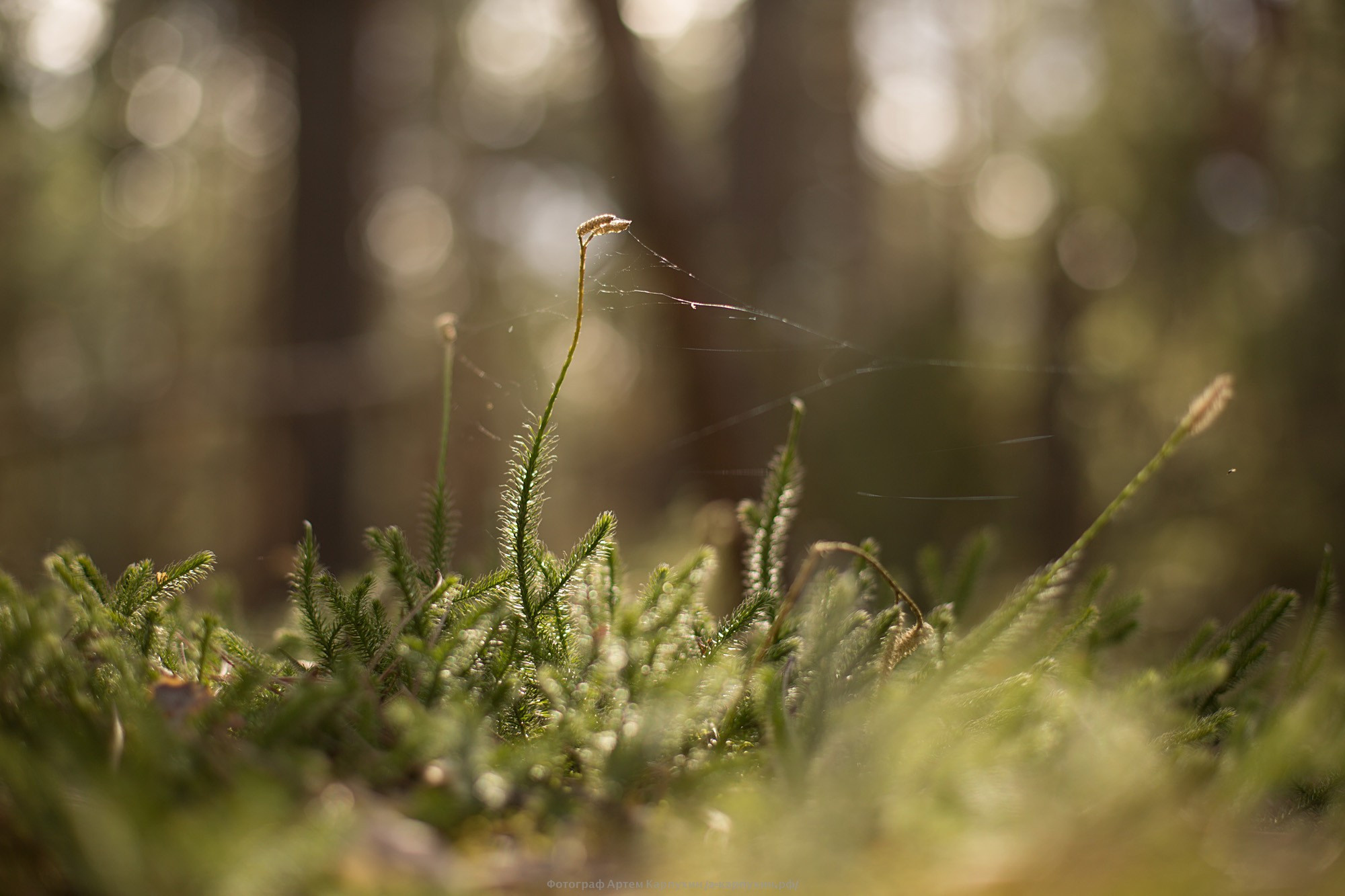 Предсвадебная Даши и Сергея. Весна 2016. Фотограф городских и семейных событий Артем Карпухин