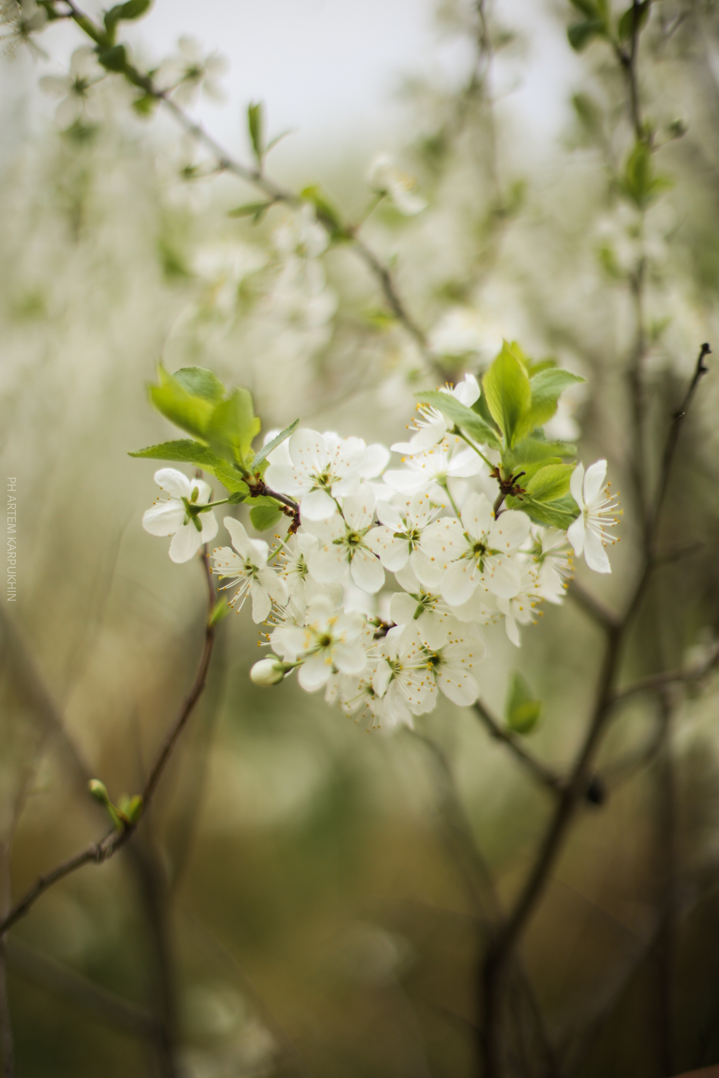 Плюша. Фотограф городских и семейных событий Артем Карпухин