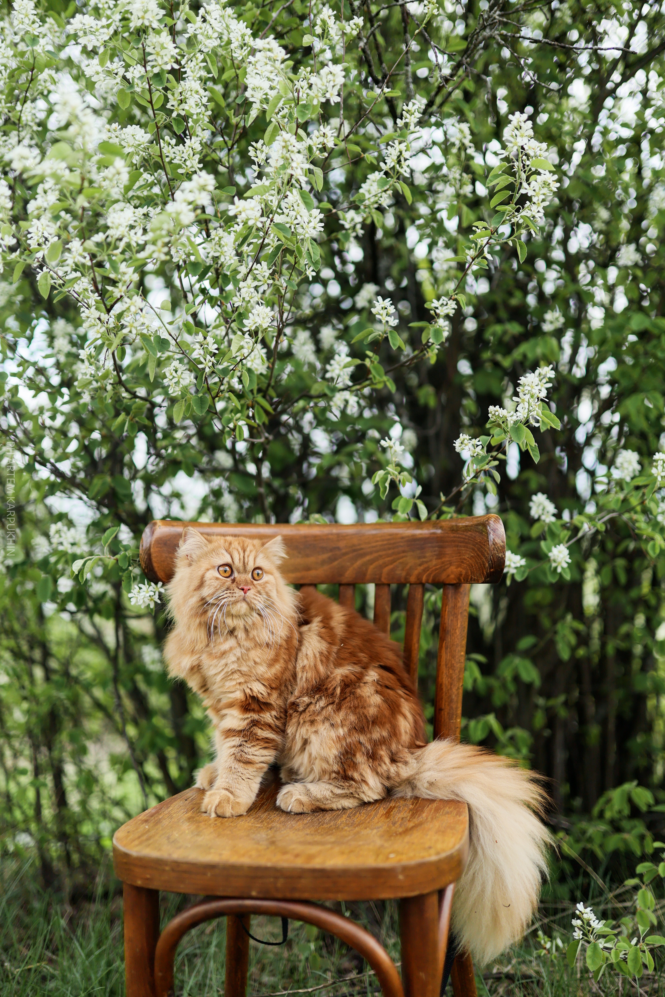 Плюша. Фотограф городских и семейных событий Артем Карпухин