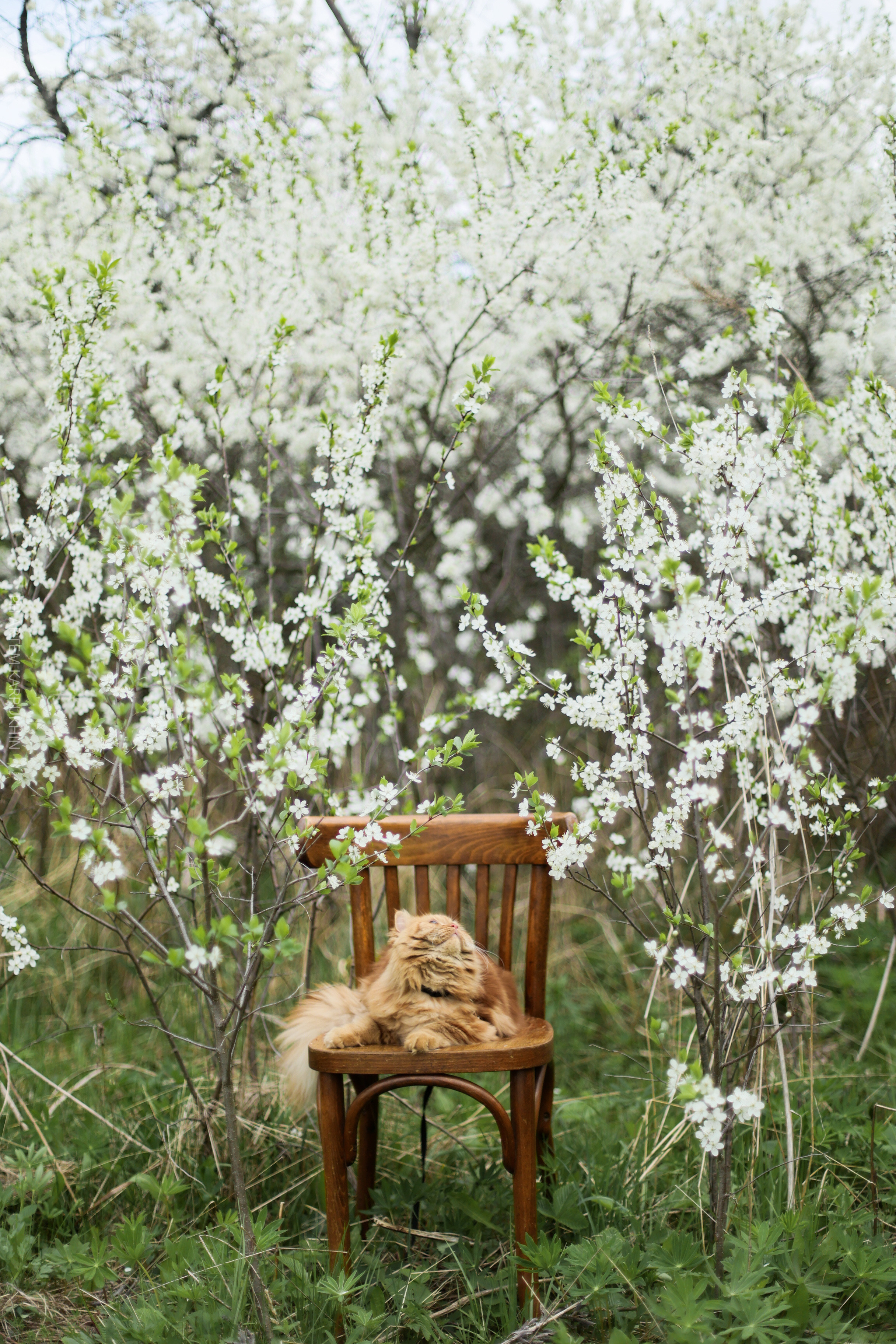 Плюша. Фотограф городских и семейных событий Артем Карпухин