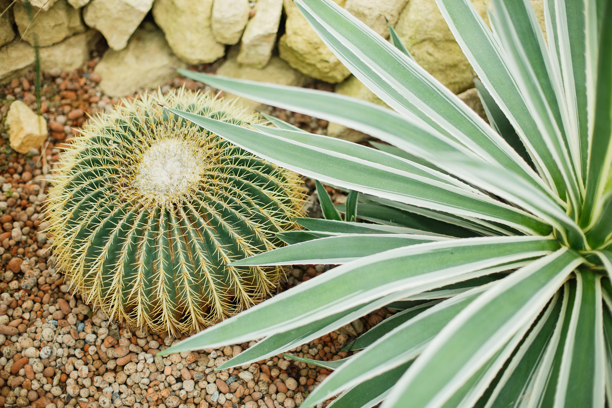 Виктория и Юрий. Н. Новгород 16.02.16. Фотограф городских и семейных событий Артем Карпухин