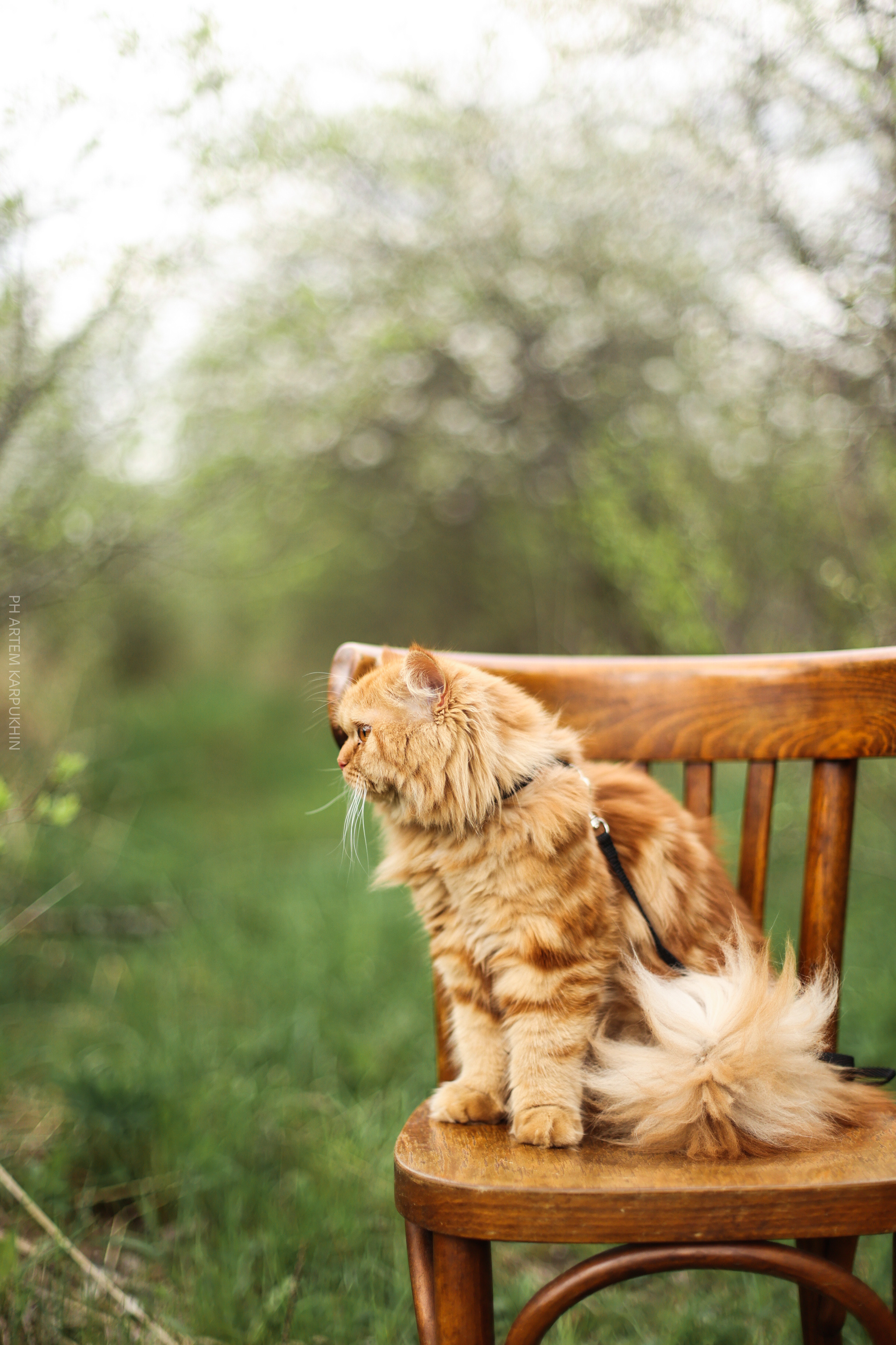 Плюша. Фотограф городских и семейных событий Артем Карпухин