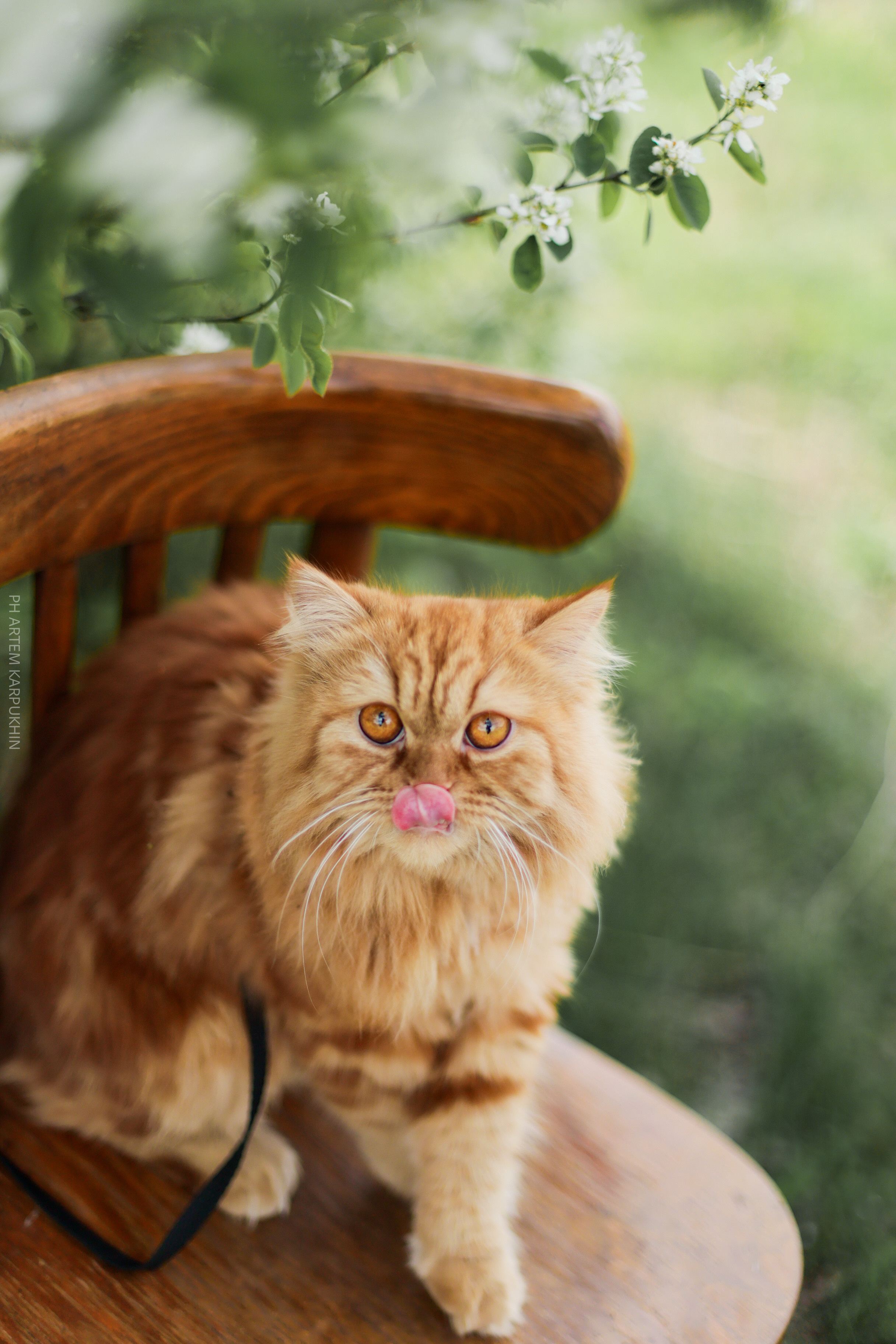 Плюша. Фотограф городских и семейных событий Артем Карпухин