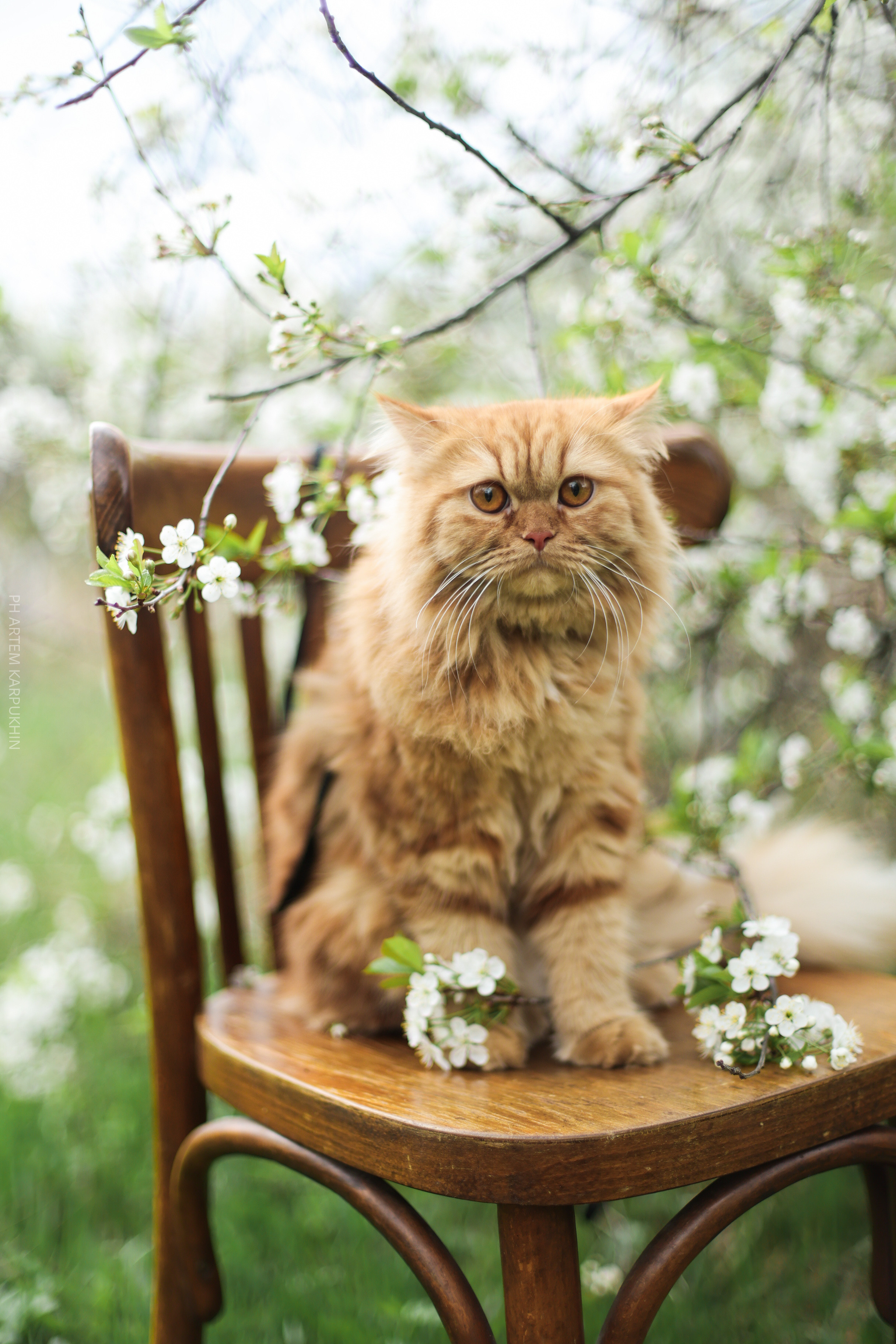 Плюша. Фотограф городских и семейных событий Артем Карпухин