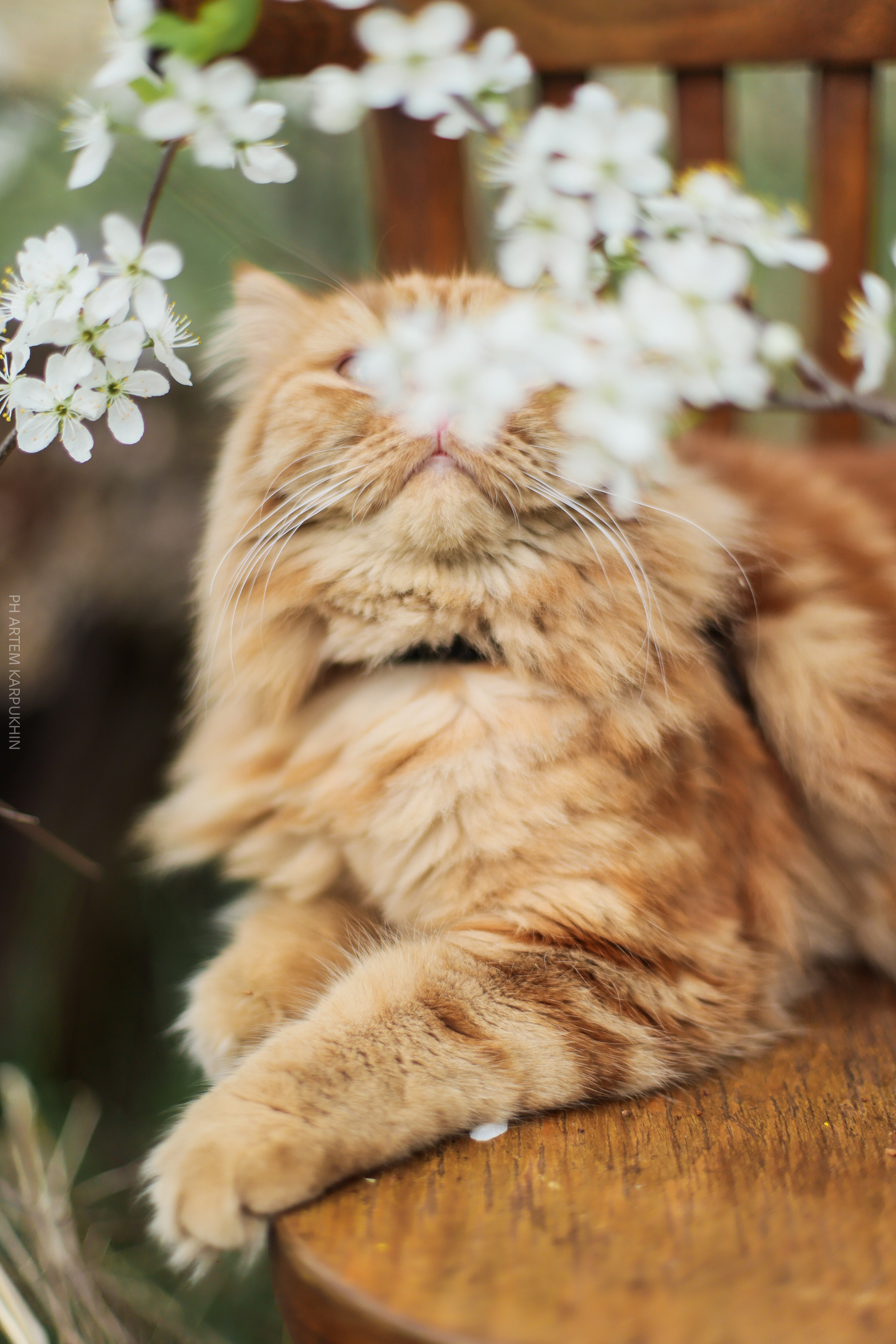 Плюша. Фотограф городских и семейных событий Артем Карпухин