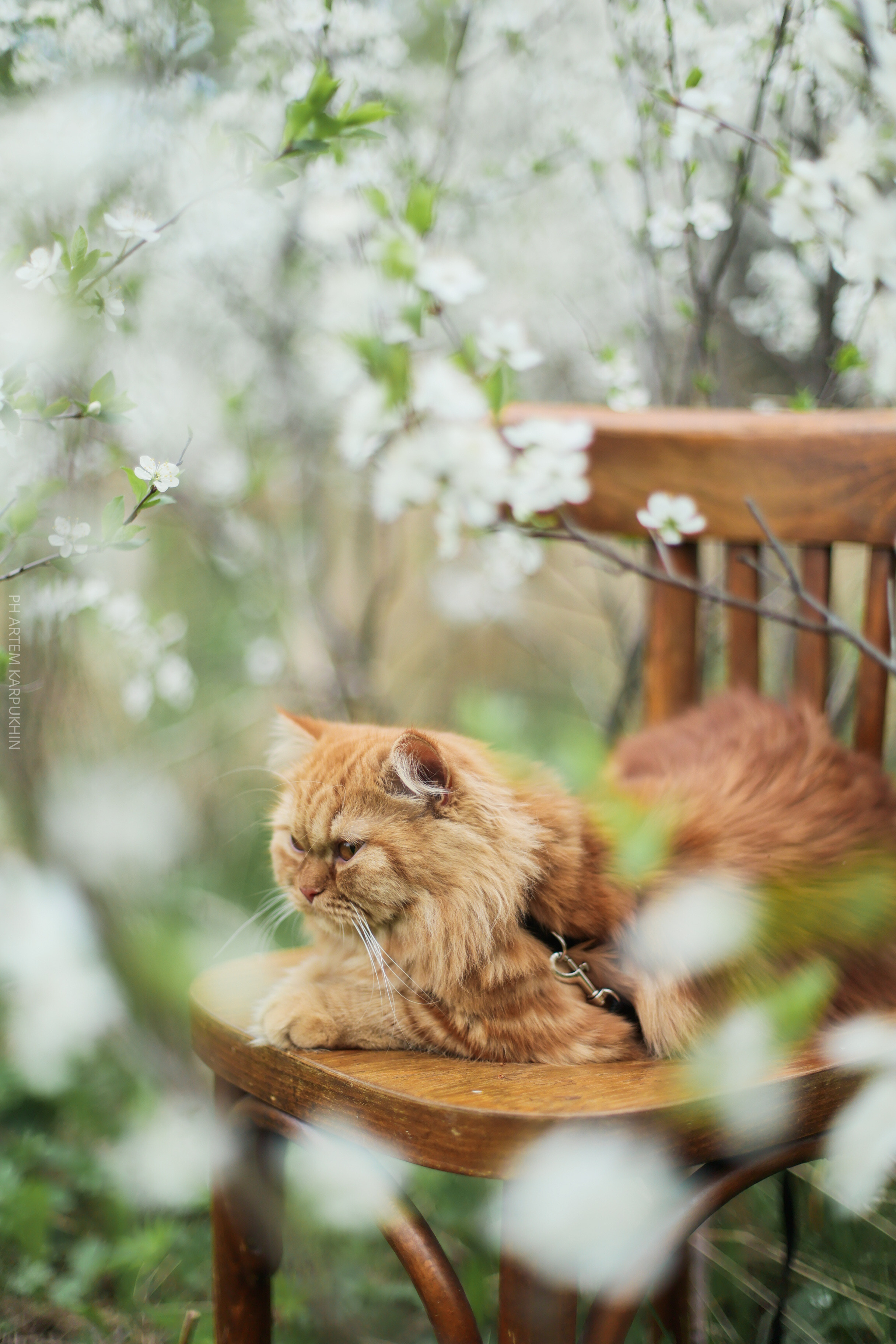 Плюша. Фотограф городских и семейных событий Артем Карпухин