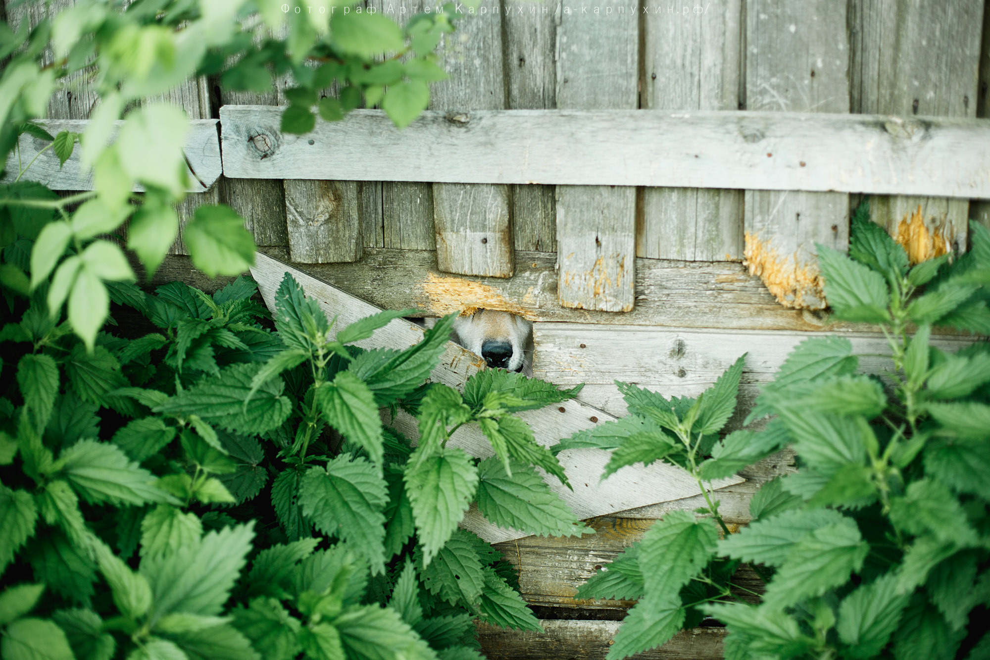 Город, собака, любовь. Прогулка Димы, Кати и Гранта. Фотограф городских и семейных событий Артем Карпухин