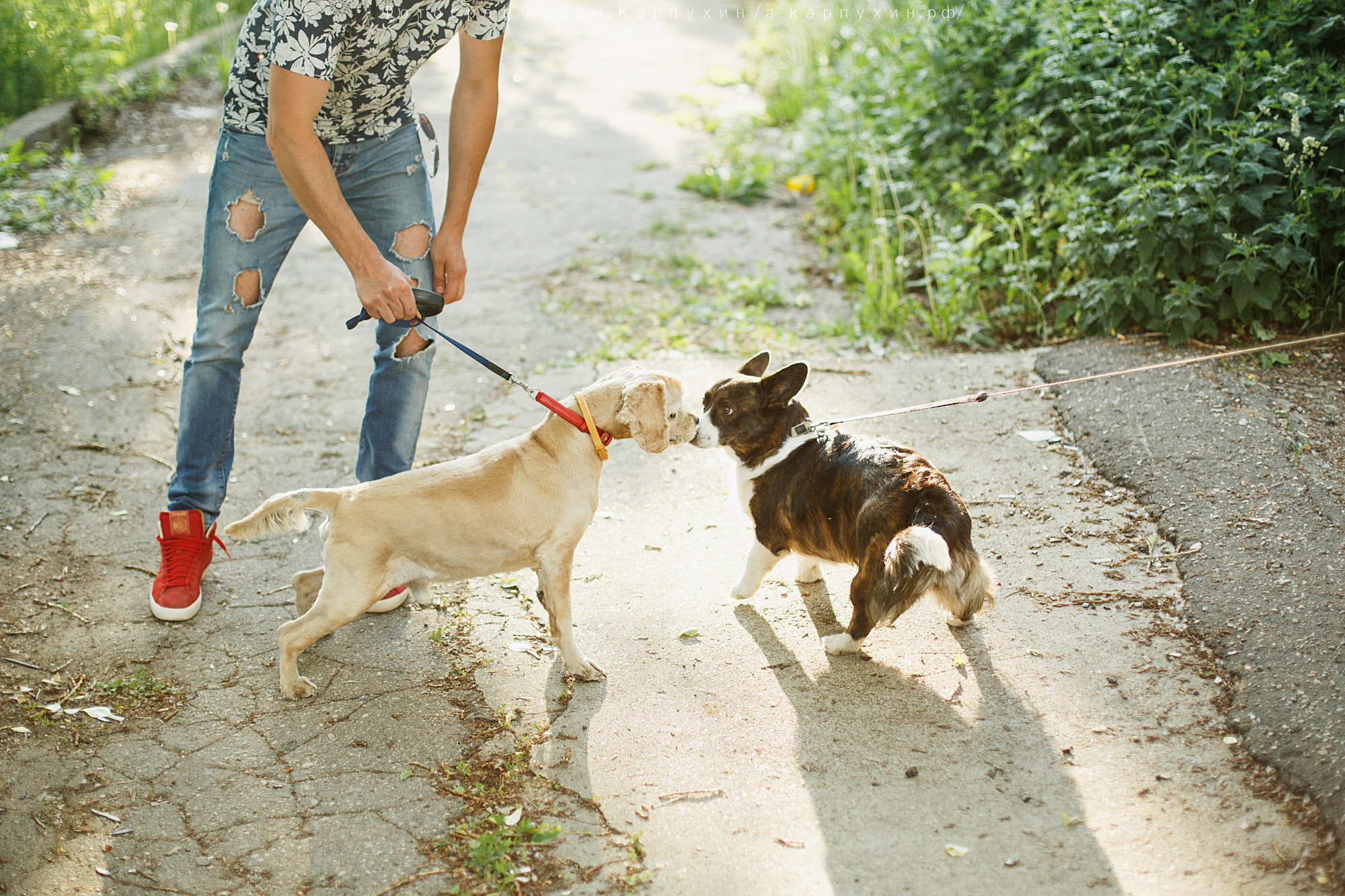 Город, собака, любовь. Прогулка Димы, Кати и Гранта. Фотограф городских и семейных событий Артем Карпухин