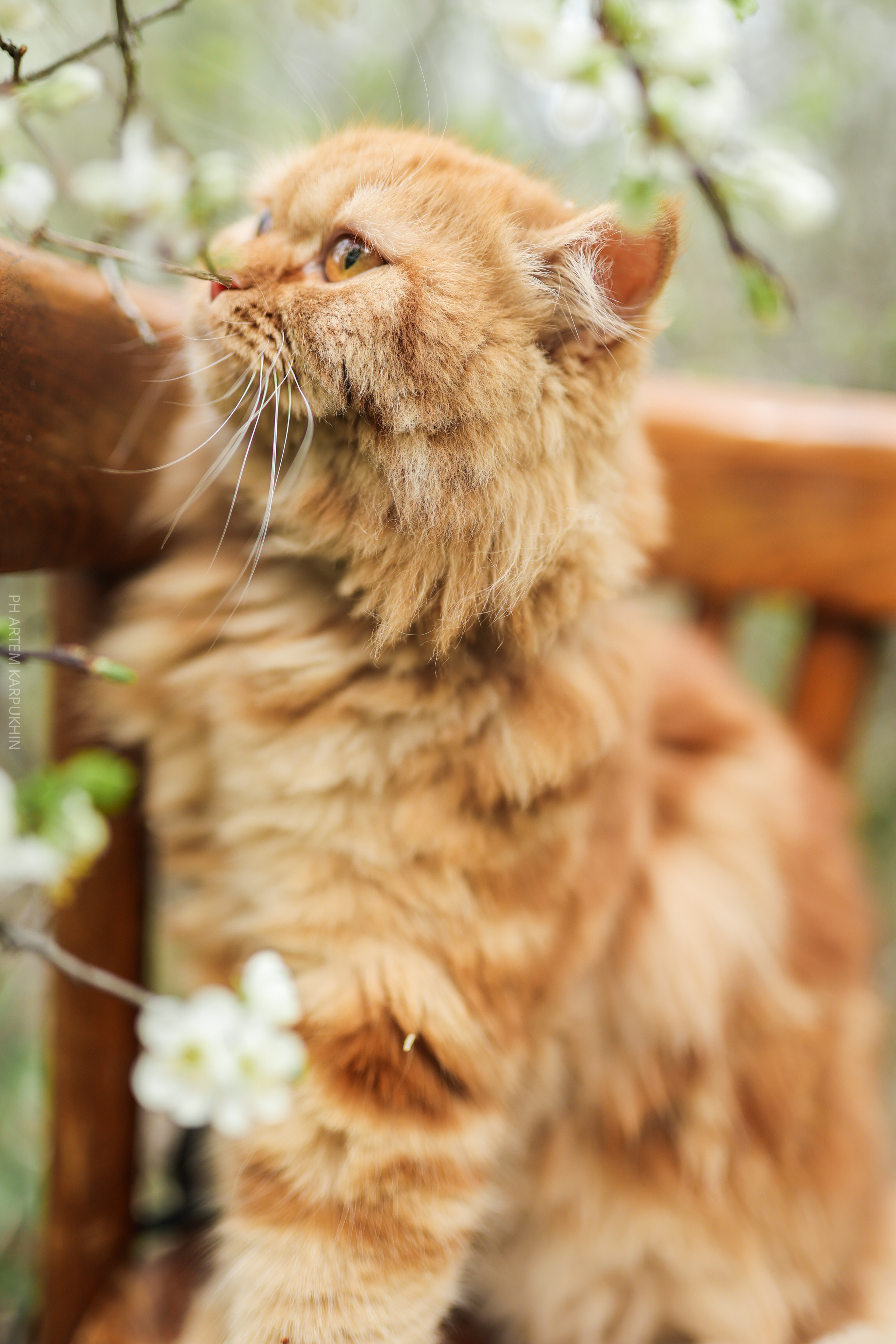 Плюша. Фотограф городских и семейных событий Артем Карпухин