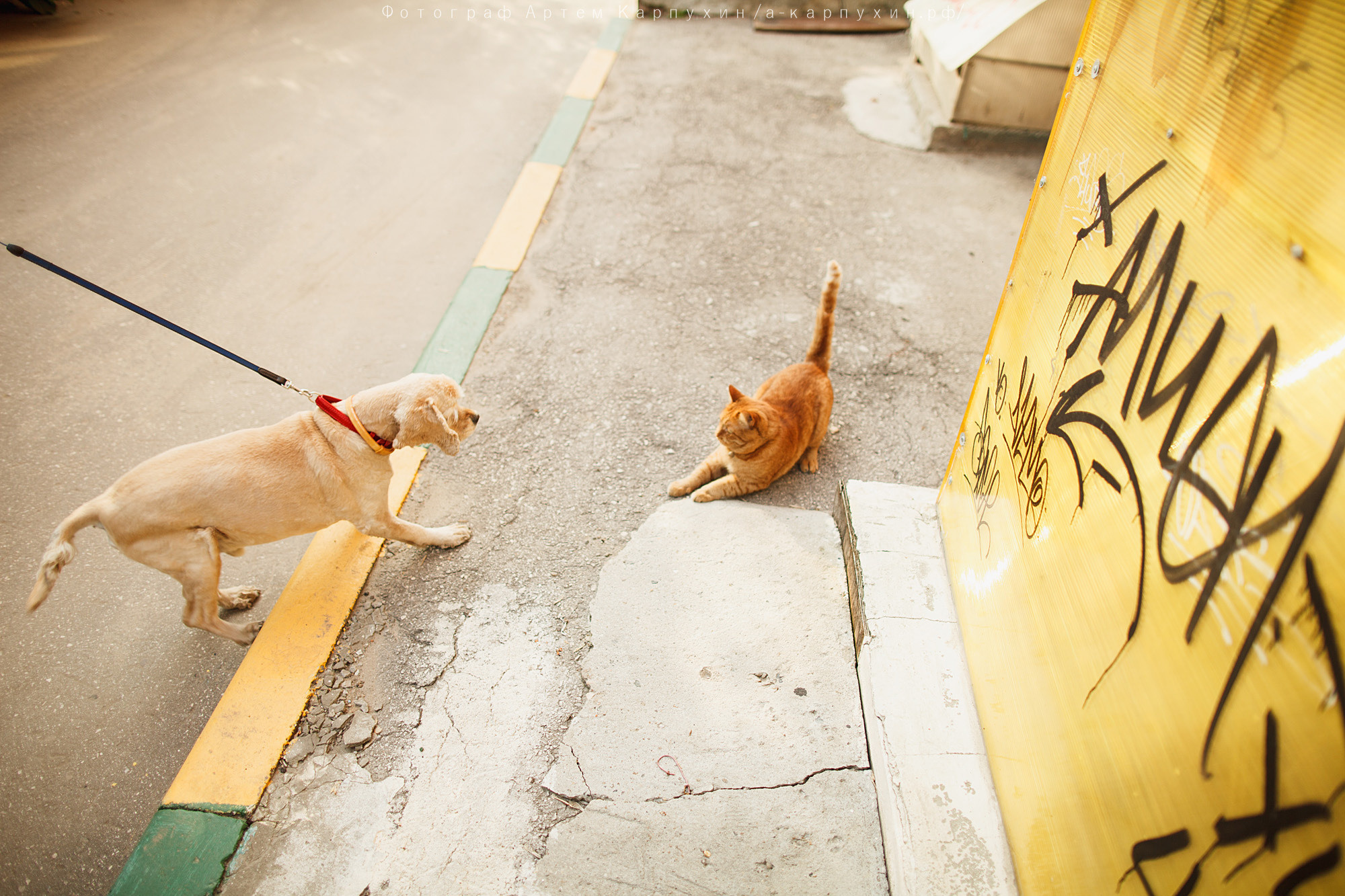 Город, собака, любовь. Прогулка Димы, Кати и Гранта. Фотограф городских и семейных событий Артем Карпухин