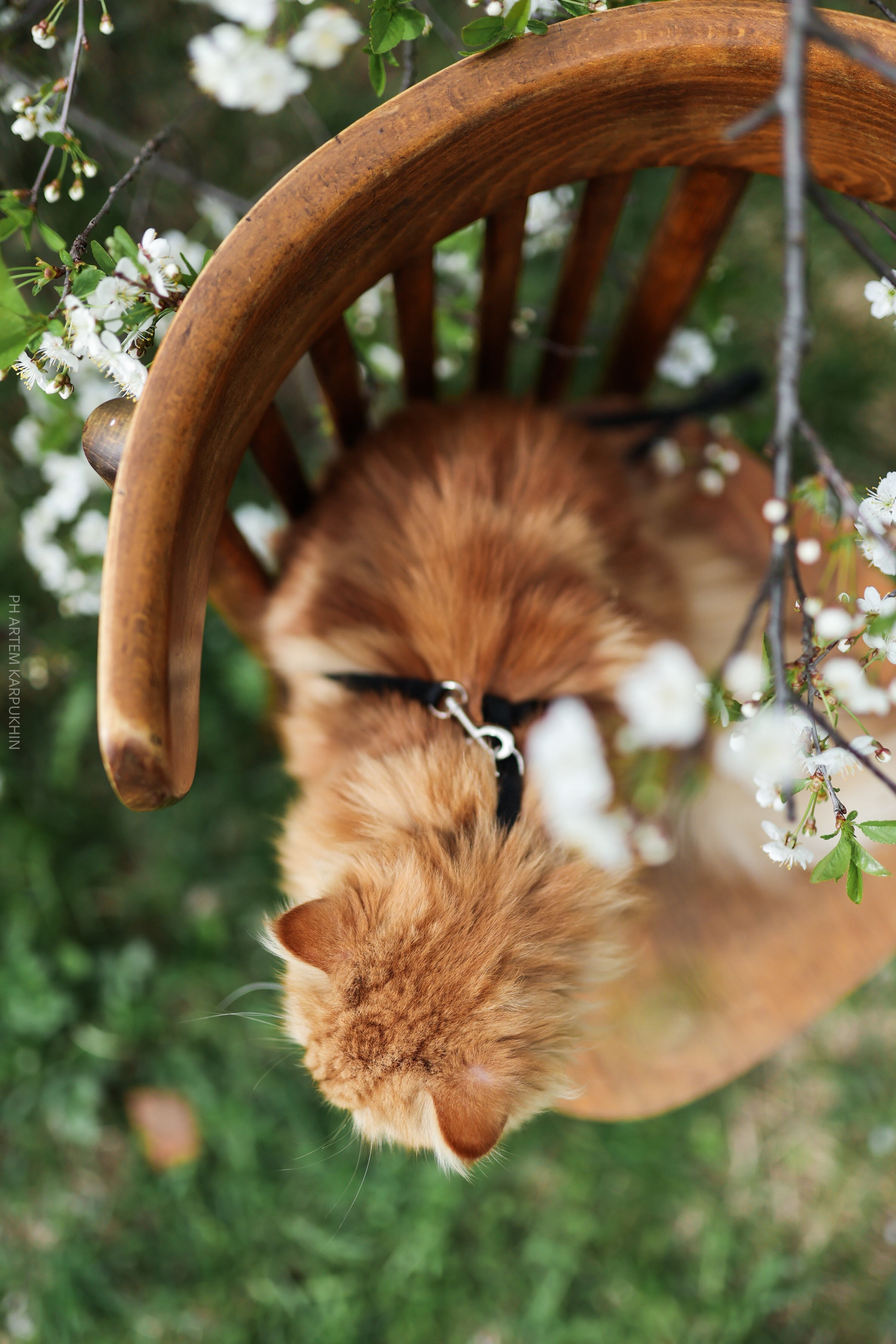 Плюша. Фотограф городских и семейных событий Артем Карпухин
