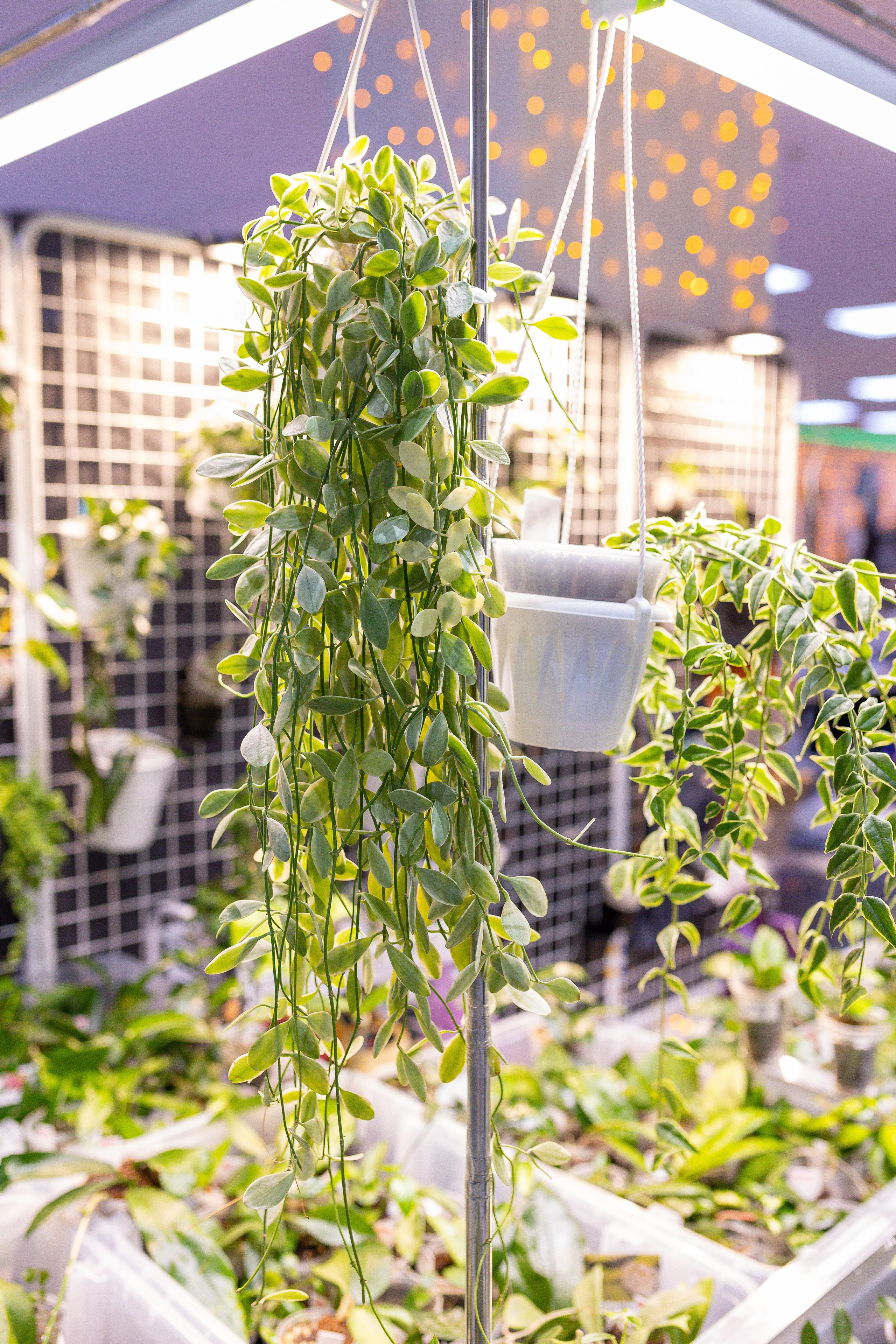 Орхидиум 12.2025. Александра Куликова фотограф, Москва