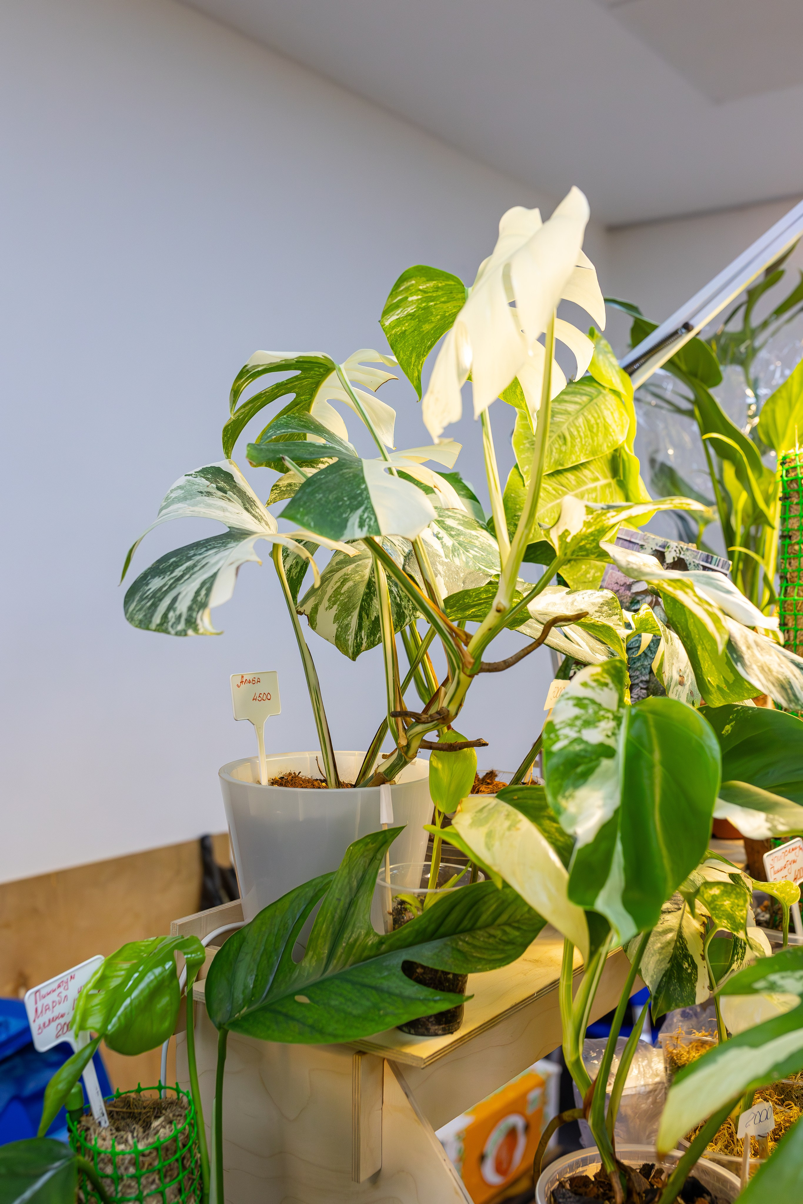 Монстериум апрель 2026. Александра Куликова фотограф, Москва