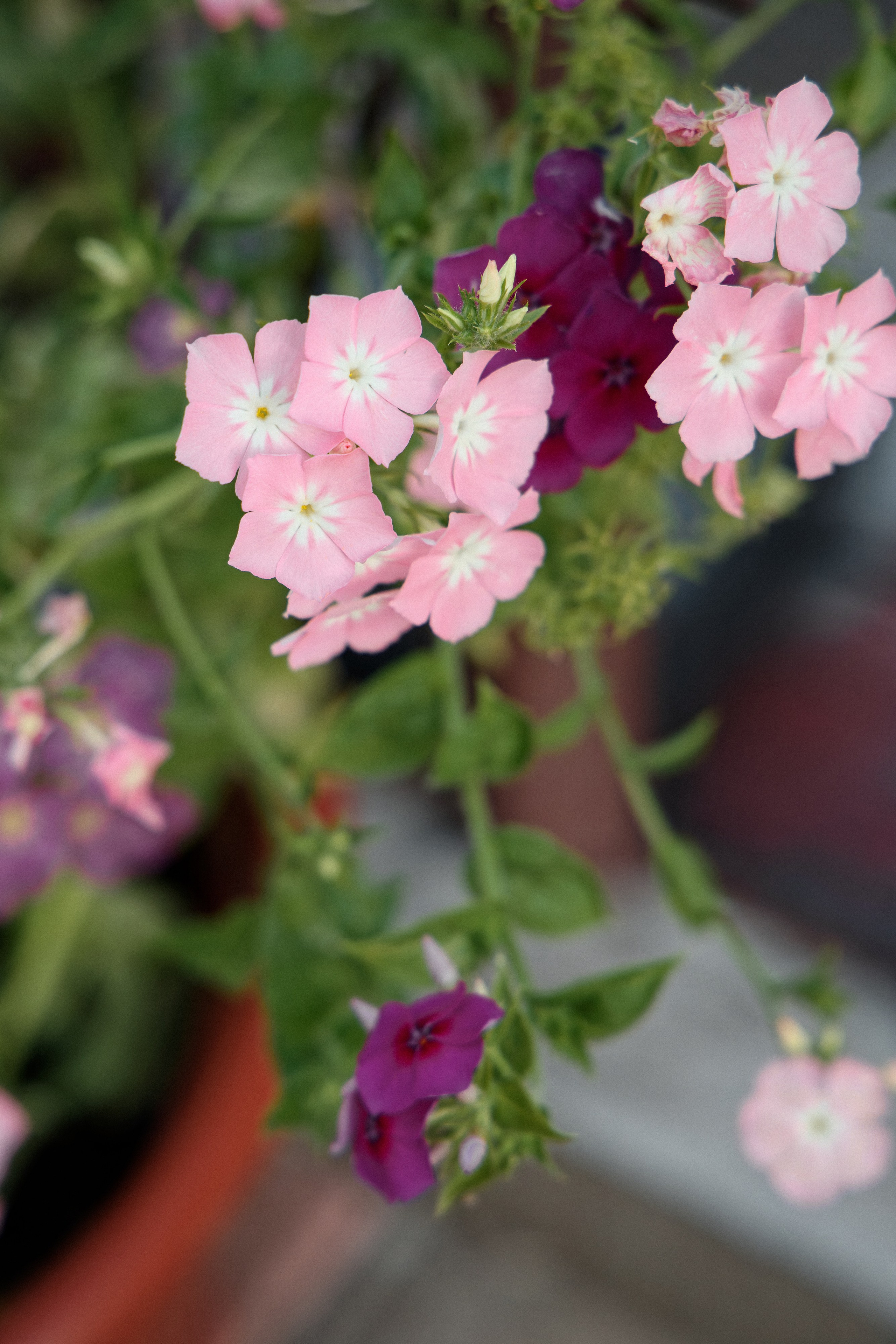 Семья Даниловых. Семейный фотограф — Макс Белогрудов