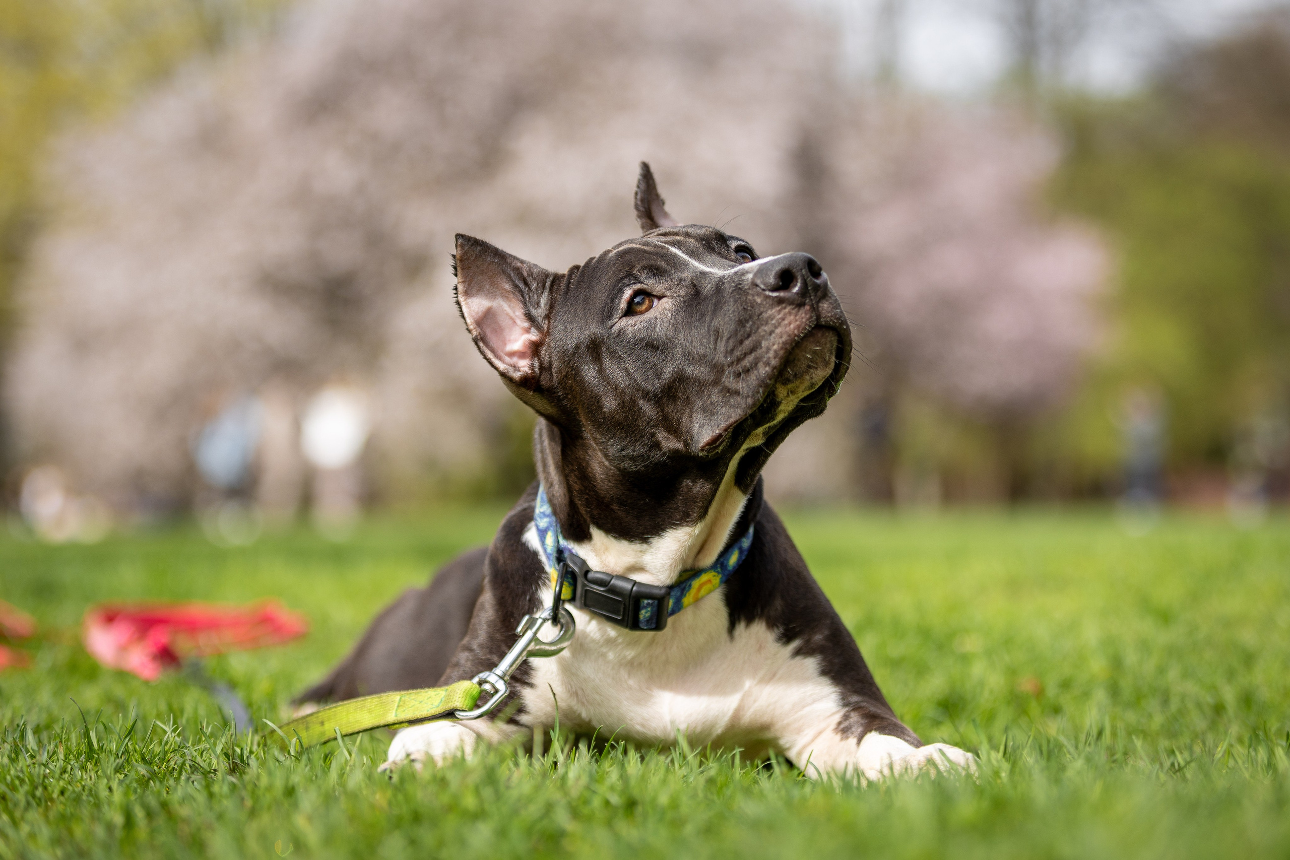 Афина и Мора, Стаффорды. Ирина Голомб|Фотограф-анималист в  Сочи и Калининграде