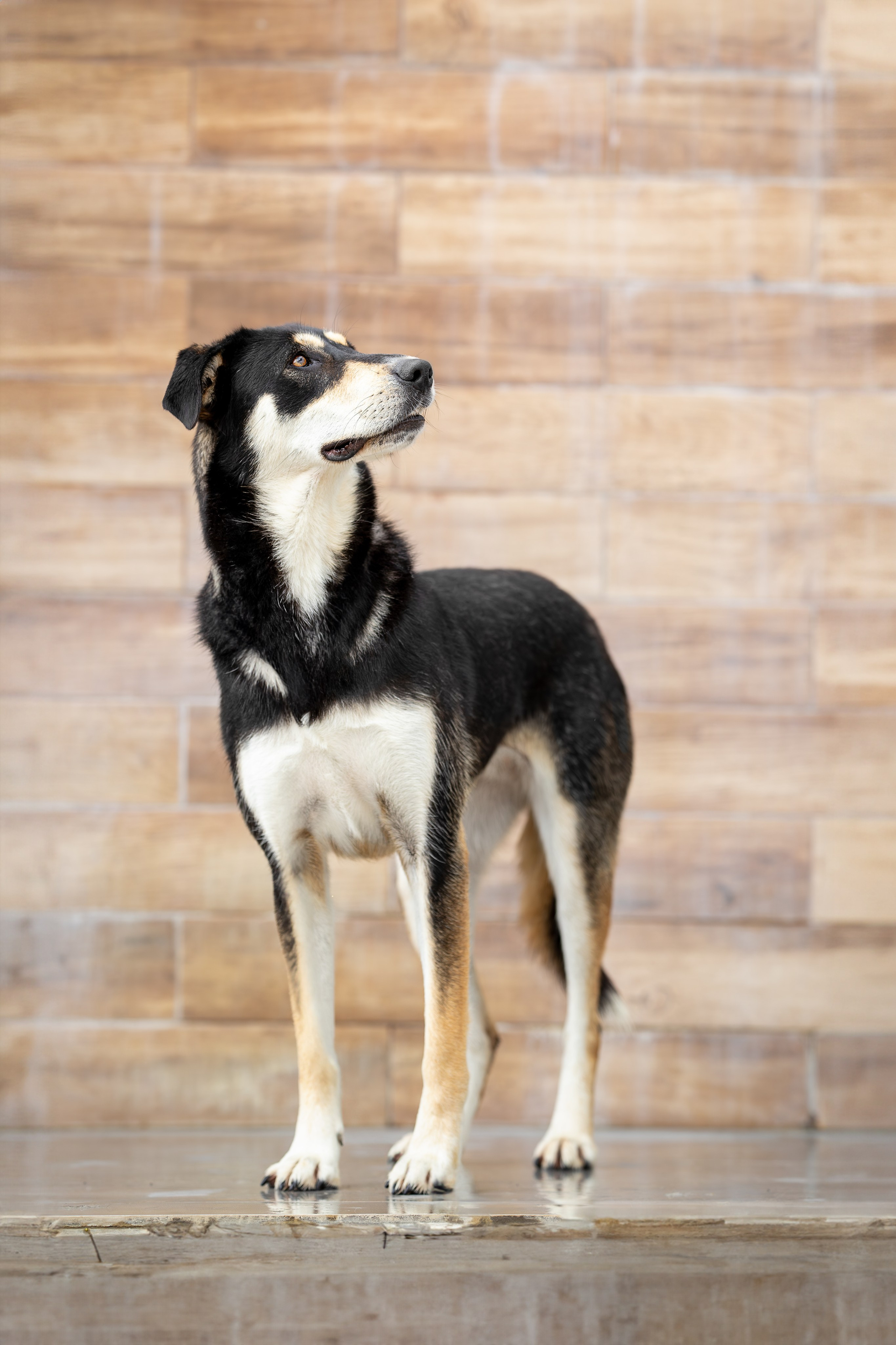 Мини-приют «Возрождение». Ирина Голомб|Фотограф-анималист в  Сочи и Калининграде