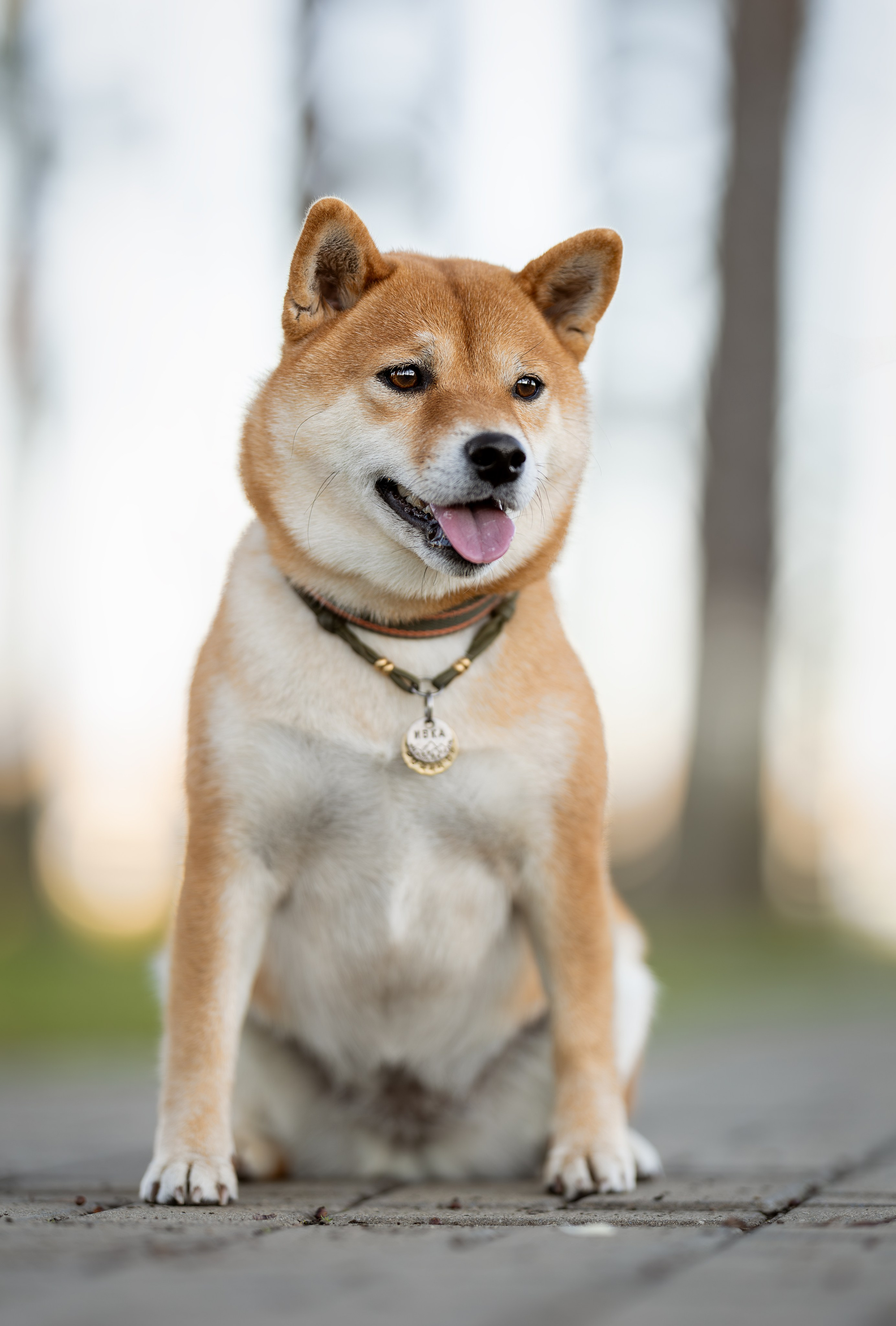 Иви, Сиба-Ину. Ирина Голомб|Фотограф-анималист в  Сочи и Калининграде