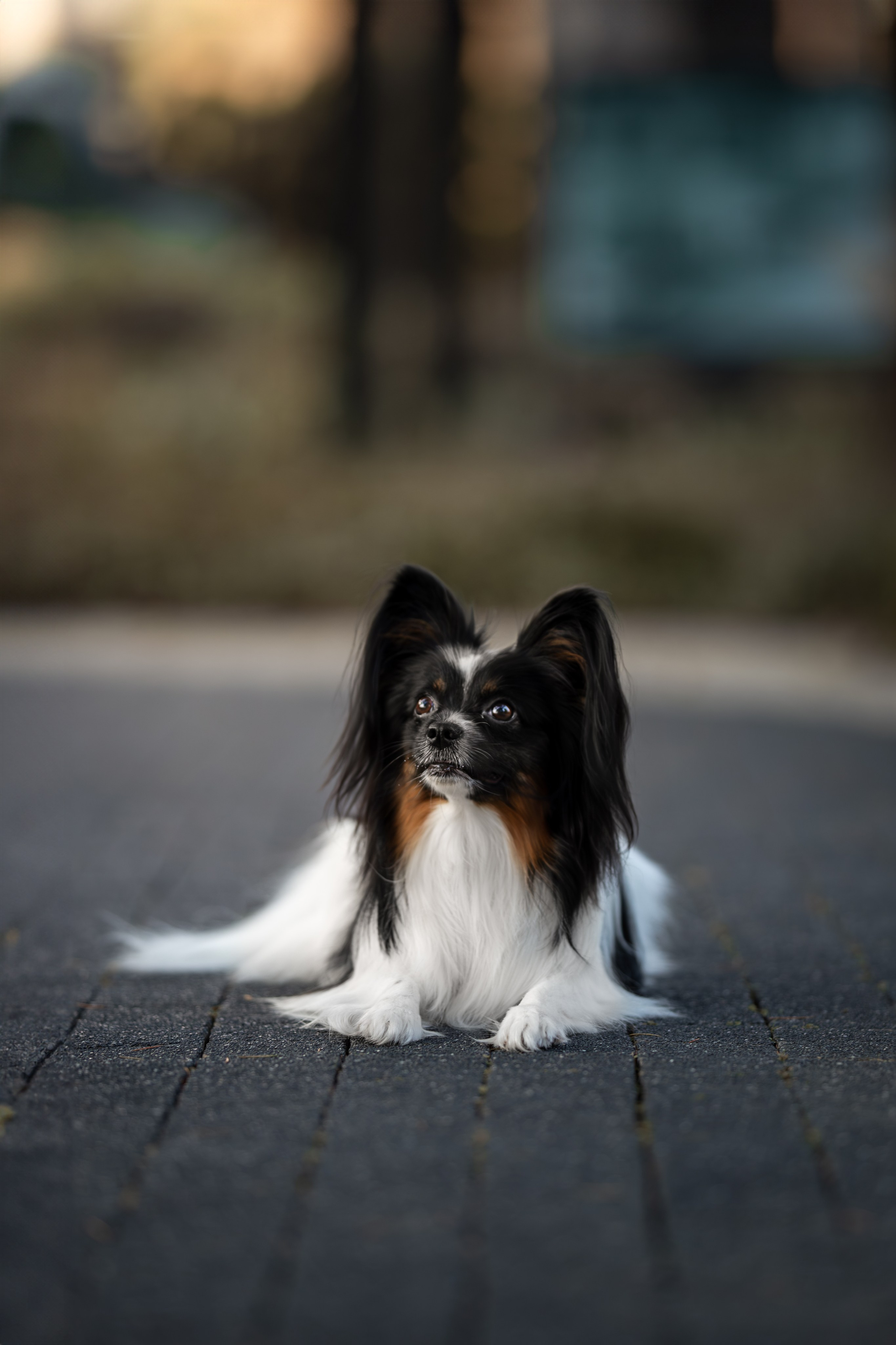Бэйли, Папийон. Ирина Голомб|Фотограф-анималист в  Сочи и Калининграде