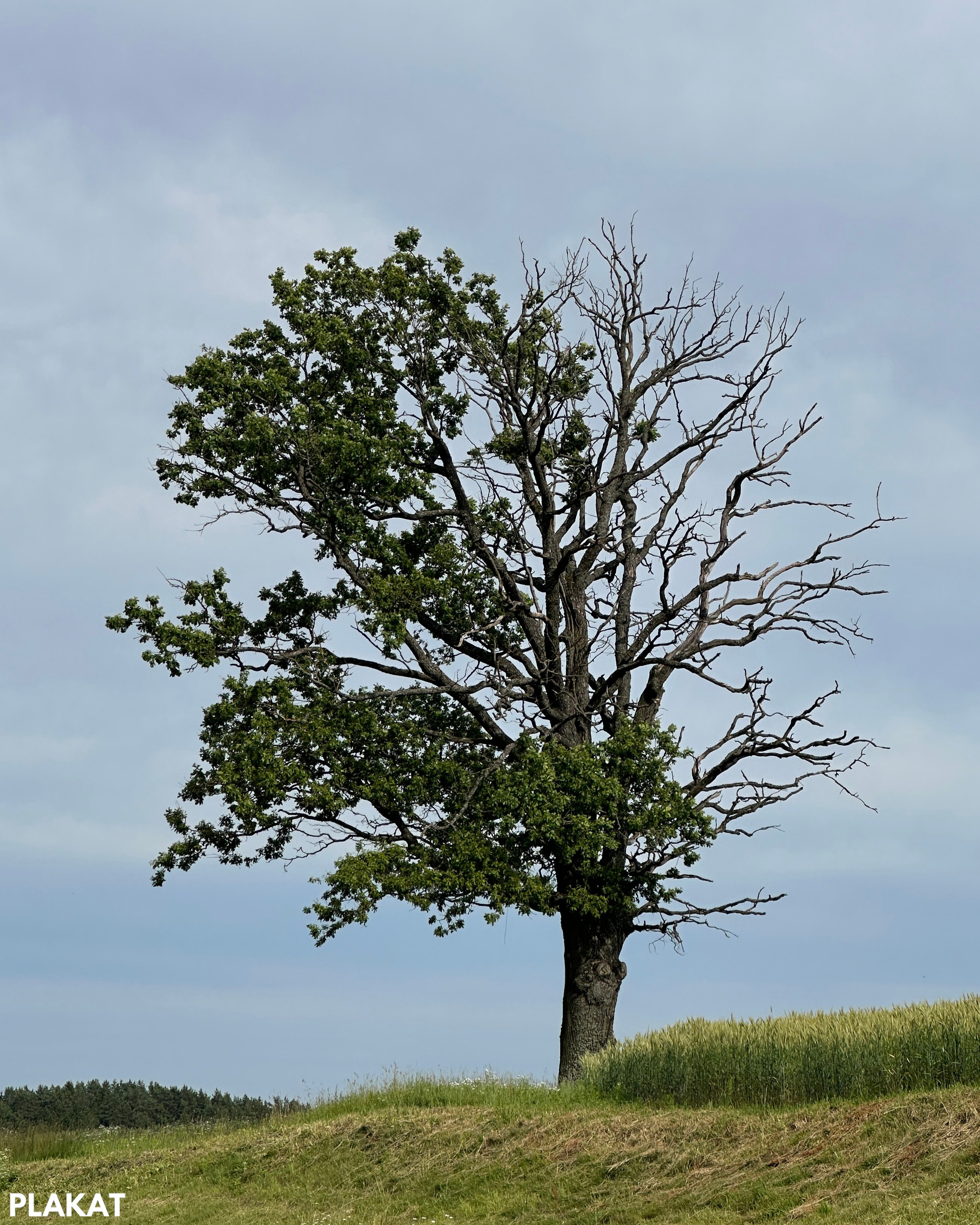 @ekaterina_berdutina