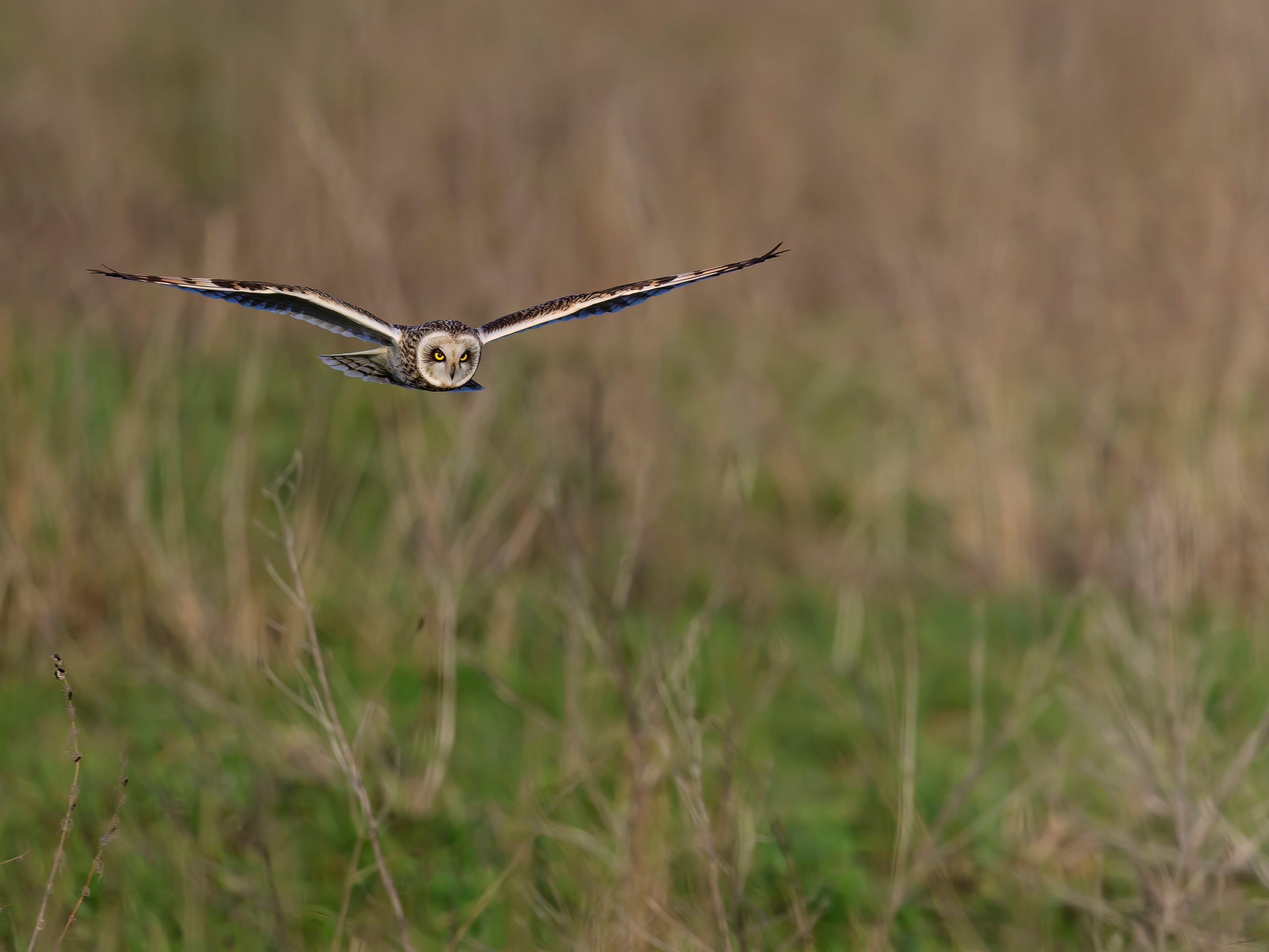 Совы и сороки. Wildlife photography by Sergey Puponin