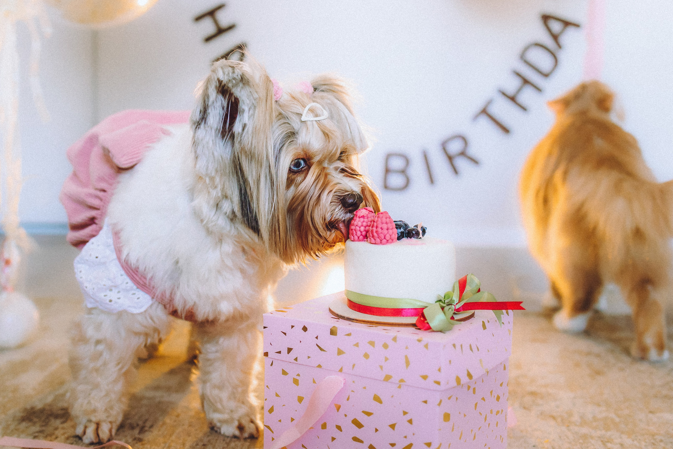 День Рождения Шу