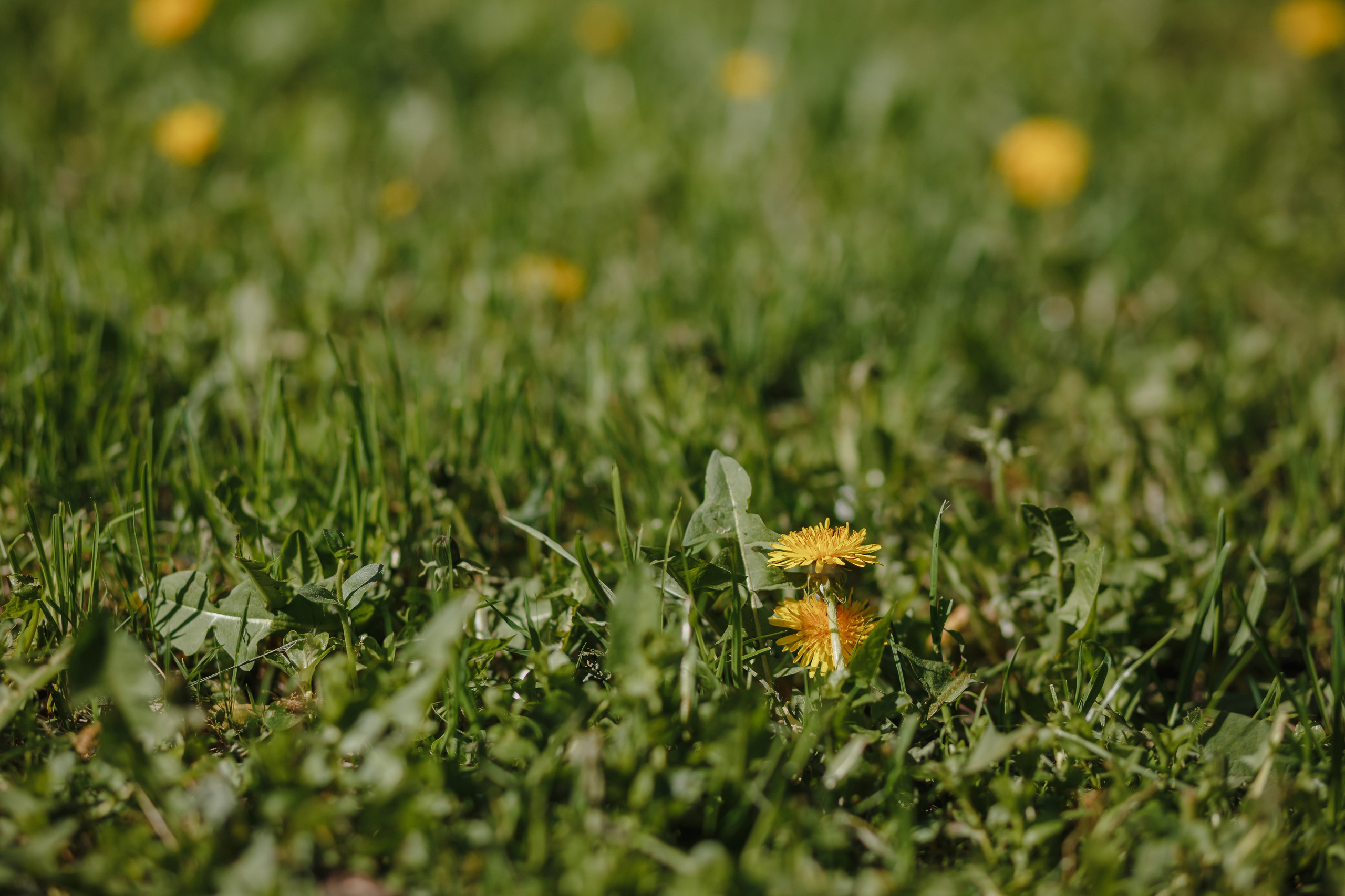 Ращупкина. Съемка портретов для Виньетки. Семейный фотограф Николаева Ольга