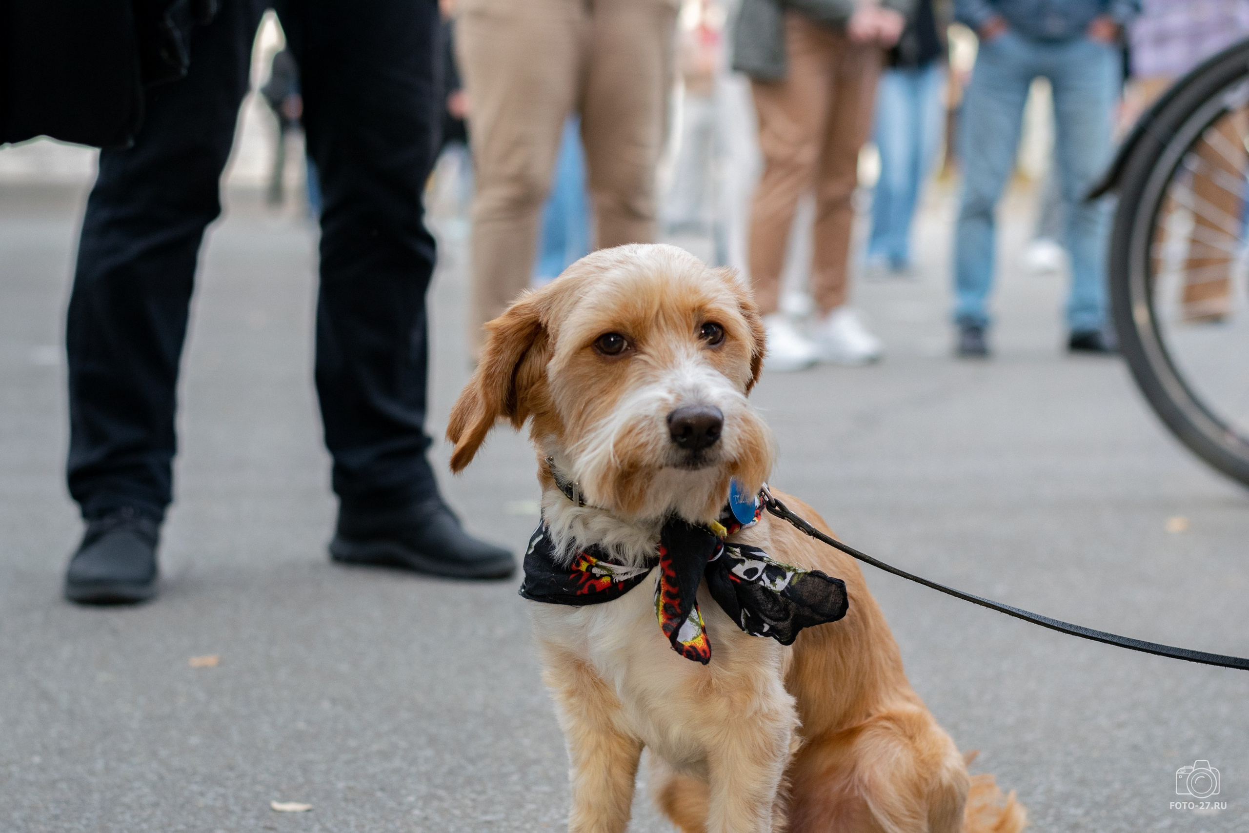 Антон Курдюмов фотограф в Хабаровске Рина Курдюмова фото27 foto27 Антон Дорофеев репортажный репортаж документалист Тони и Рина фотосоздатели Международный фестиваль Рок в защиту животных Хабаровск