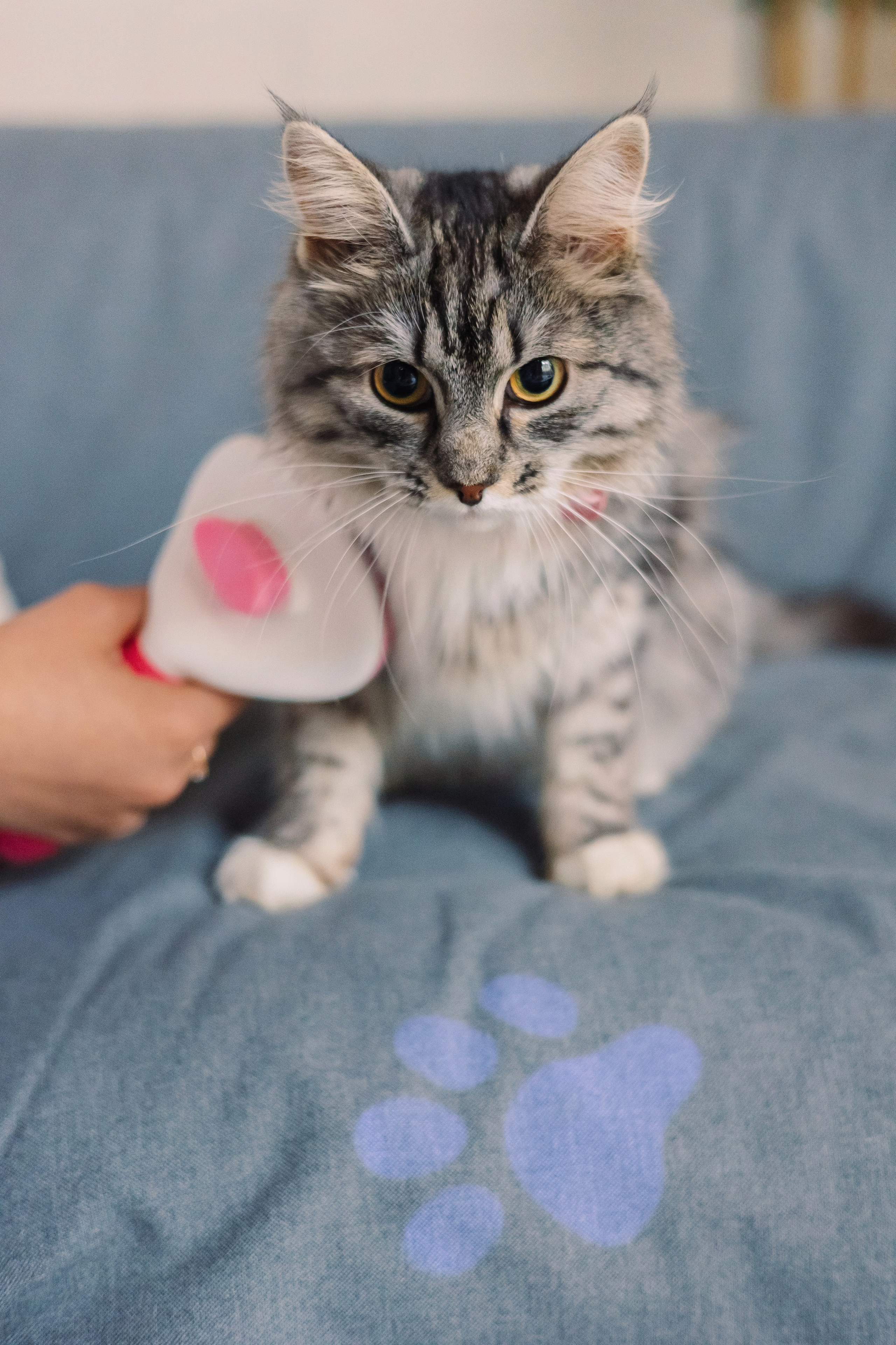 Магазин Friend of mine. Фотограф-анималист Елена Радченко, Москва