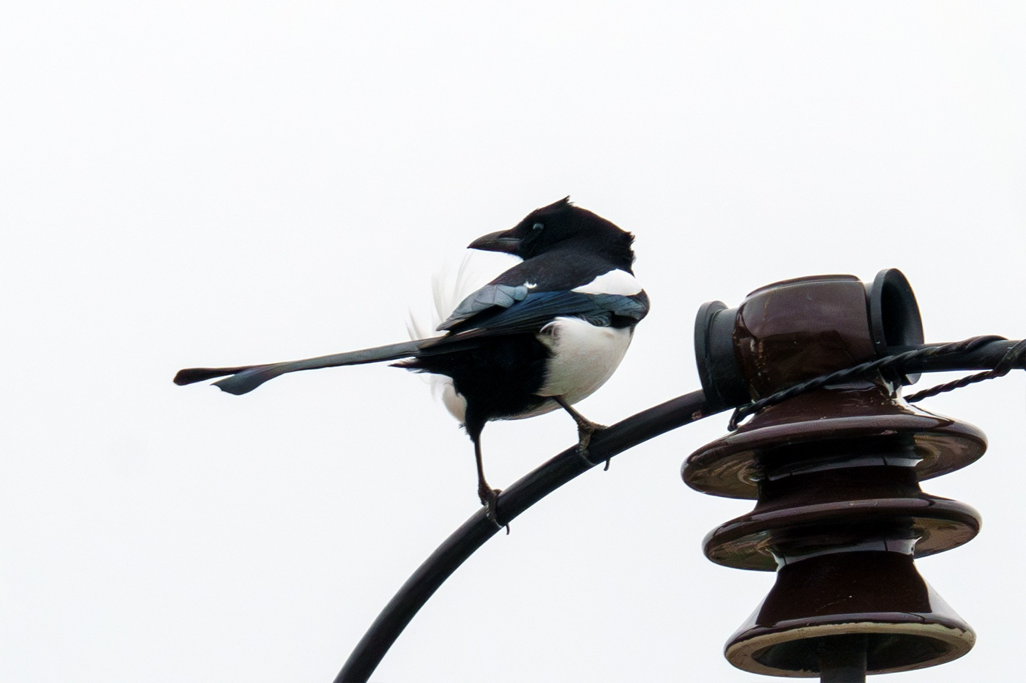 Удивительные мир птиц. Вокруг нас столько прекрасного — присмотритесь!. Ваш личный фотограф Марина Волкова