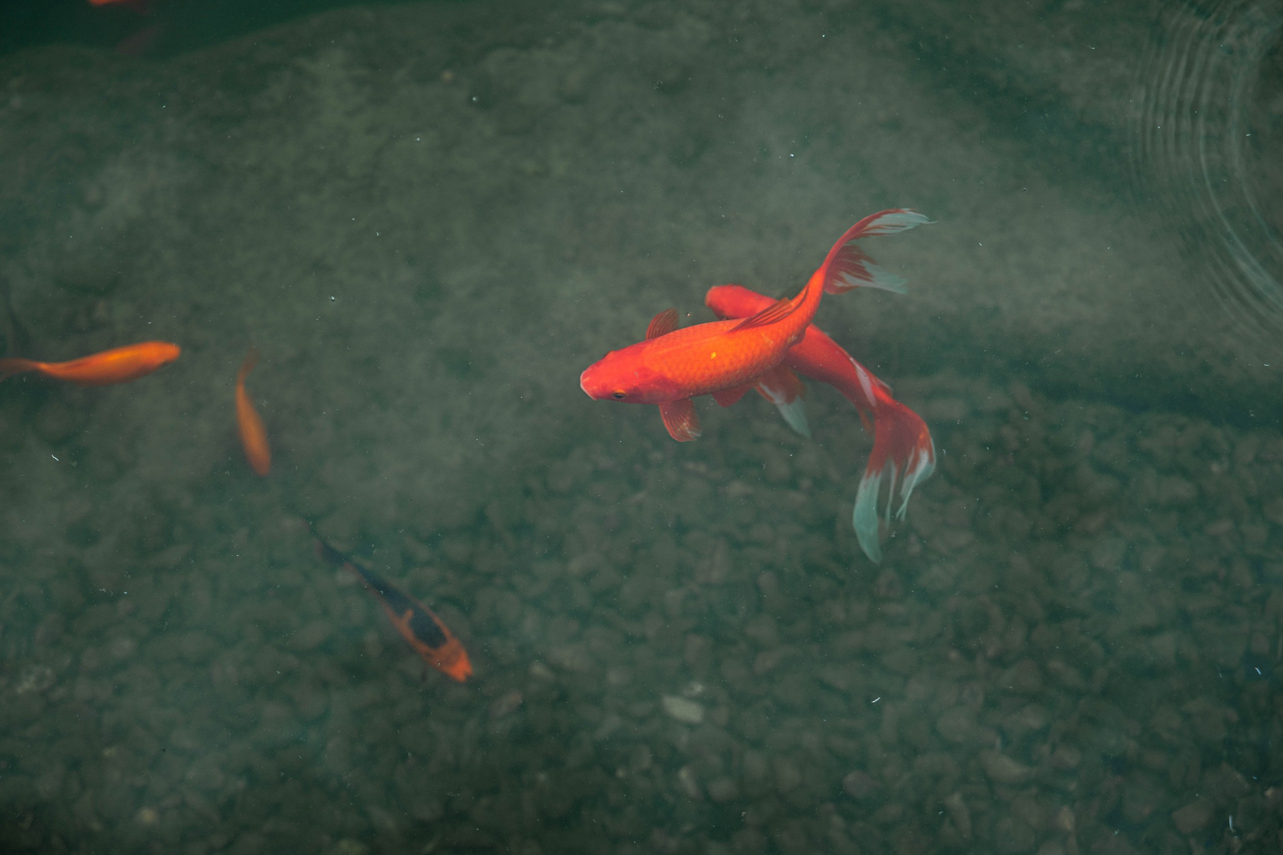 Wedding day #90. Свадебный, семейный фотограф в Рязани Лена Брант