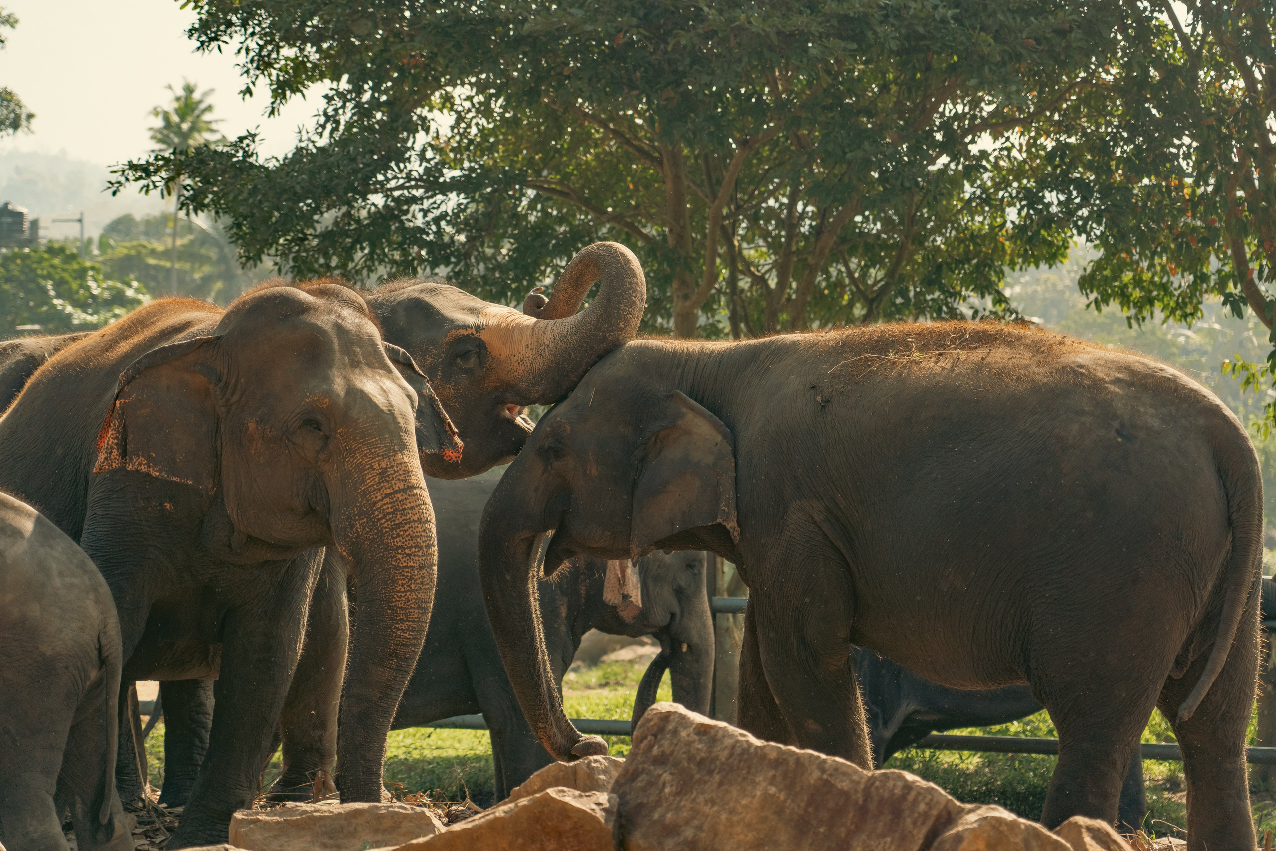 Promo content shooting for Ceylon Forward Tours