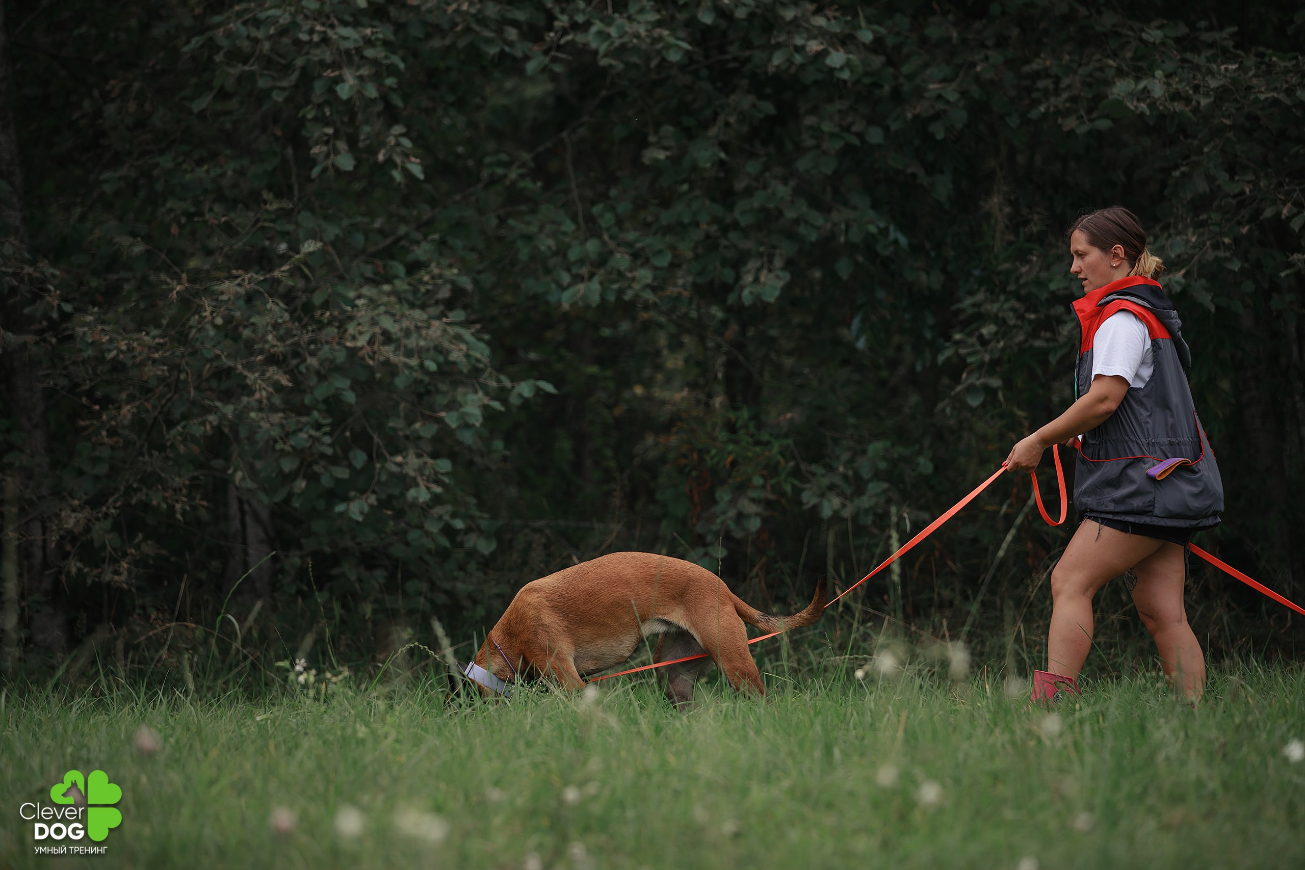 Кинологический лагерь CleverDog, 2024. Фотограф-анималист Mary Mart — Москва, Питер