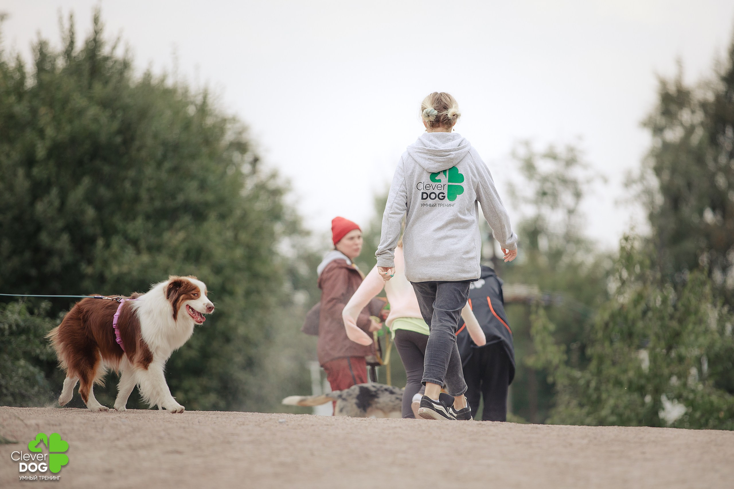 Кинологический лагерь CleverDog, 2024. Фотограф-анималист Mary Mart — Москва, Питер