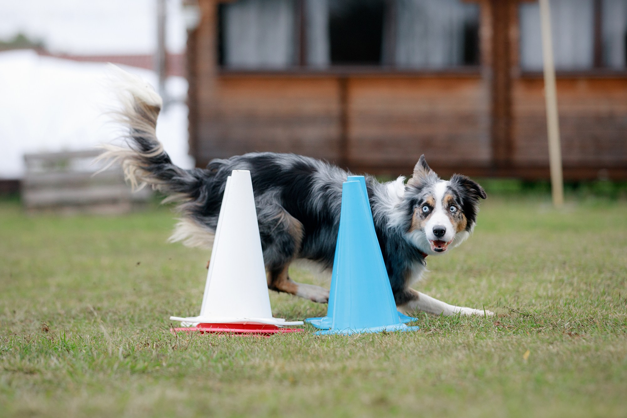 Лагерь по ОБД с Инной Баженовой. Фотограф-анималист Mary Mart — Москва, Питер