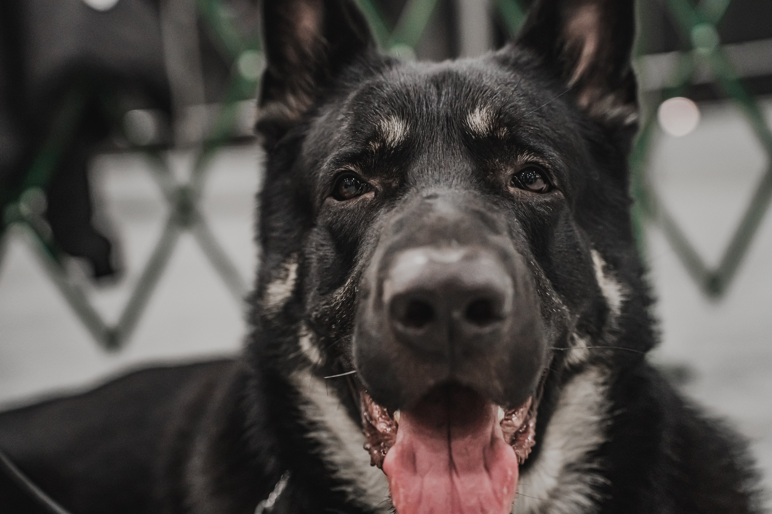 Международная выставка собак всех пород. Репортажный фотограф Анастасия Рубцова