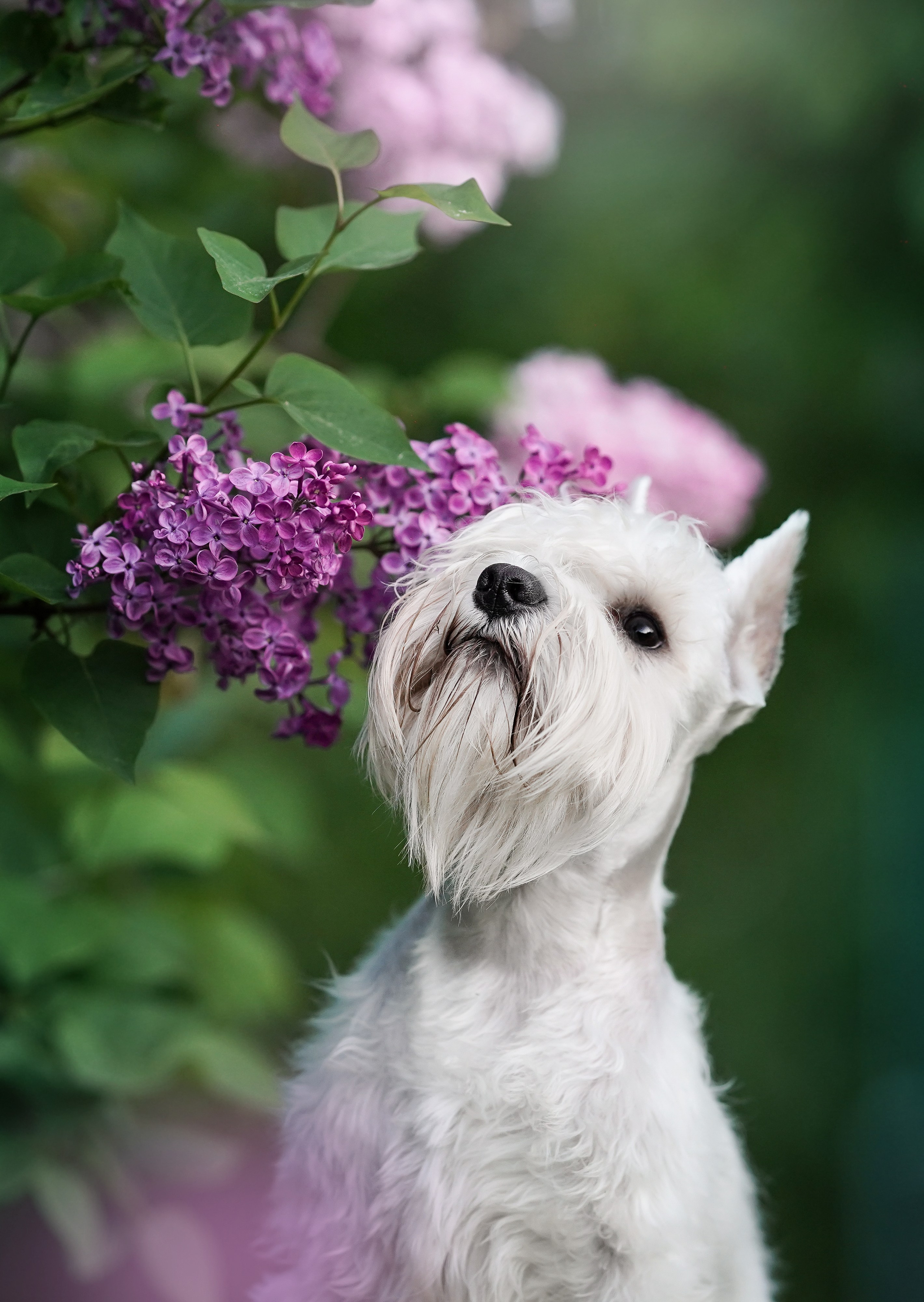 Оля и Доминик. Фотограф-анималист в Санкт-Петербурге Яна Мартынова