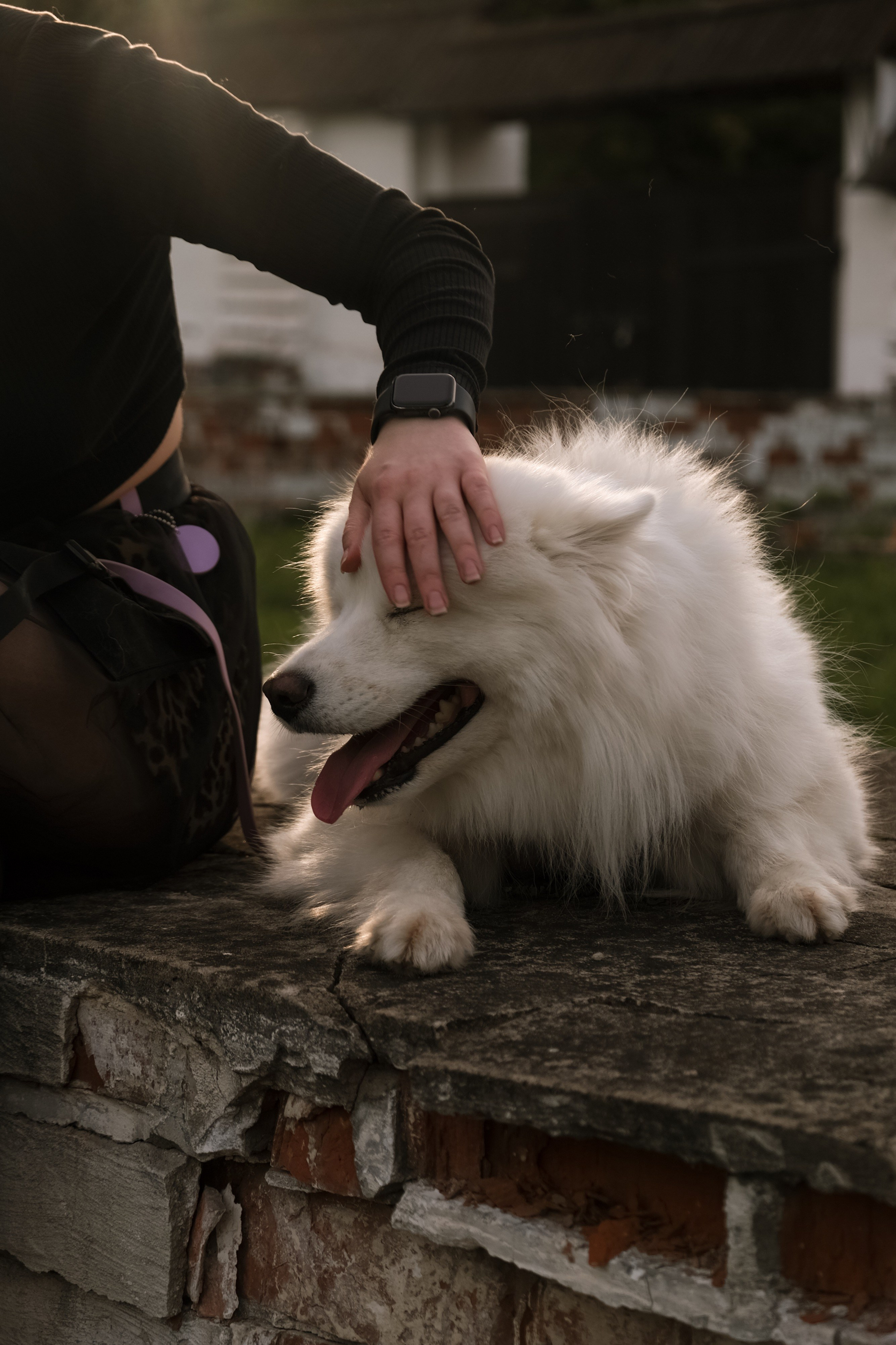 Animalism. Nataresso | фотограф Москва