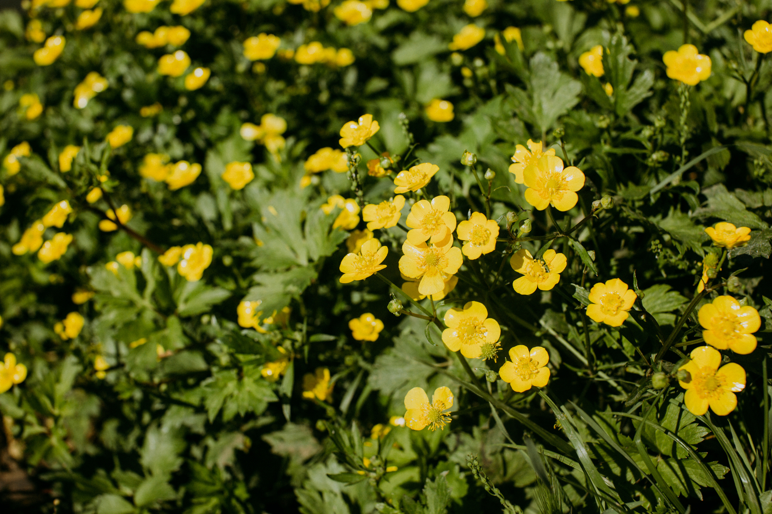 Природа. Свадебный и семейный фотограф/видеограф в Краснодаре Наталья Осинская