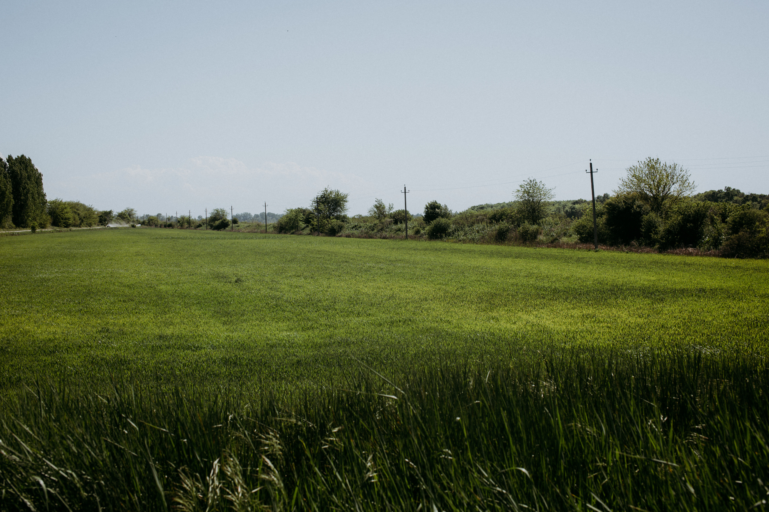 Природа. Свадебный и семейный фотограф/видеограф в Краснодаре Наталья Осинская