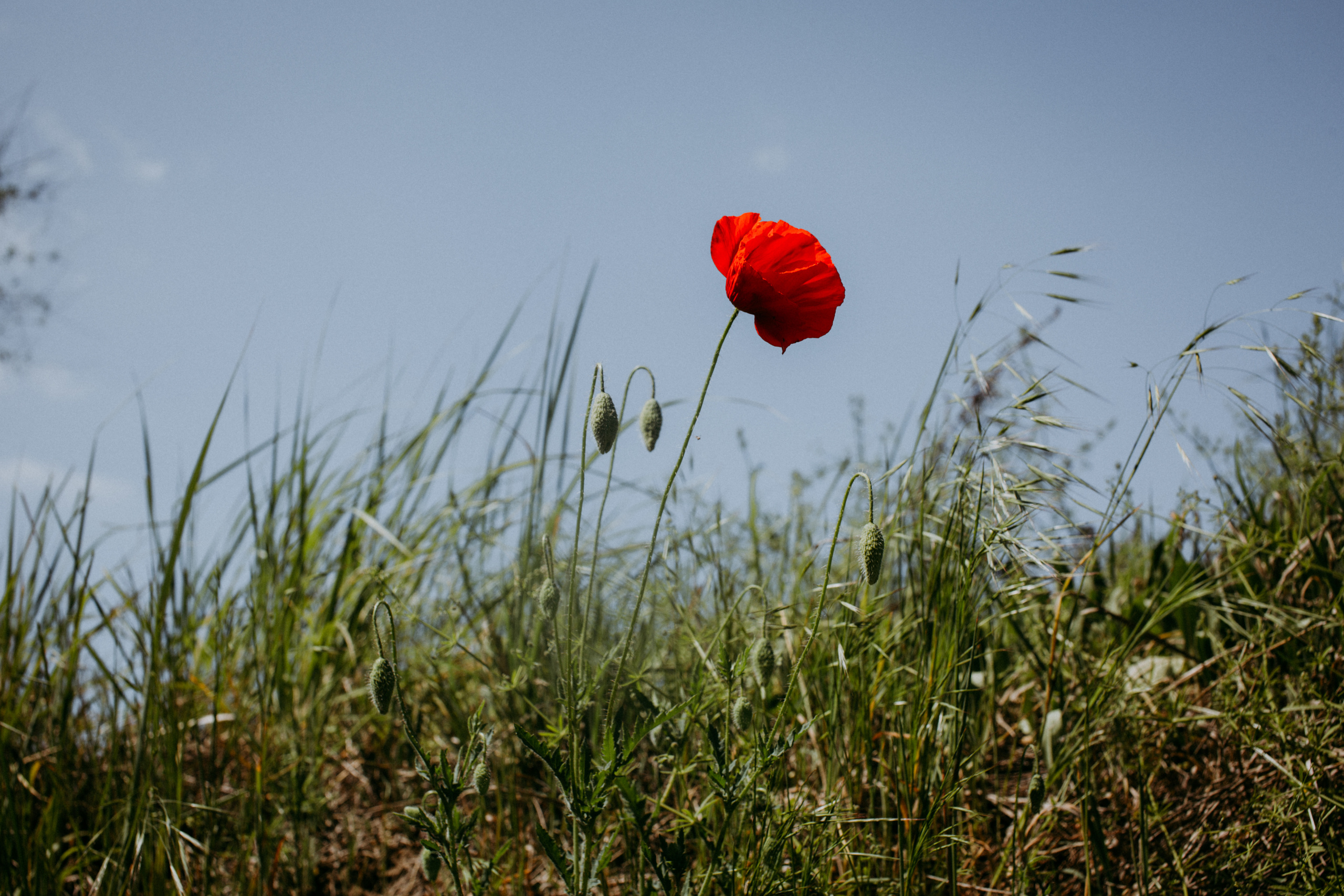 Природа. Свадебный и семейный фотограф/видеограф в Краснодаре Наталья Осинская