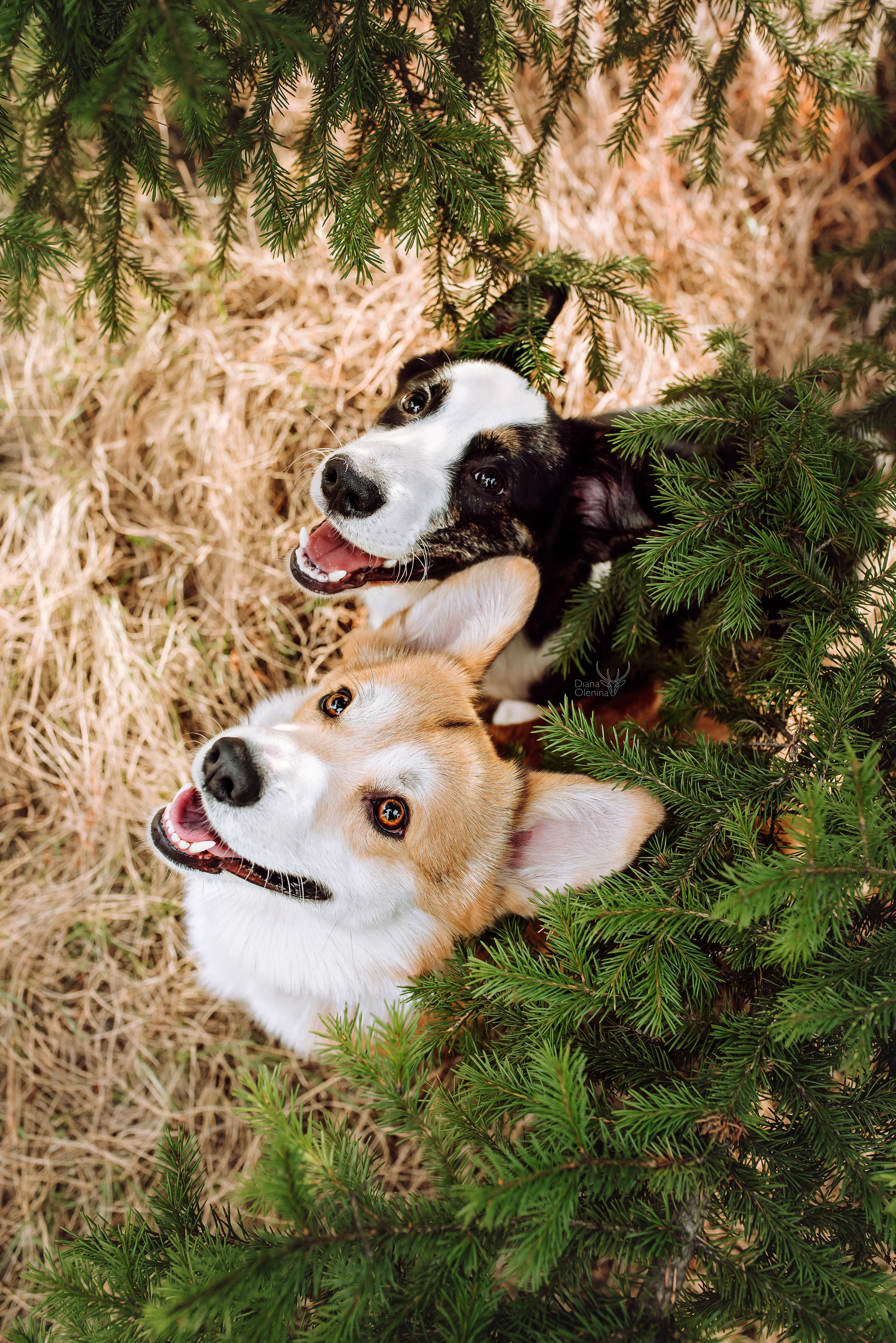 Собаки уличные. Фотограф Диана Оленина Красноярск / Братск