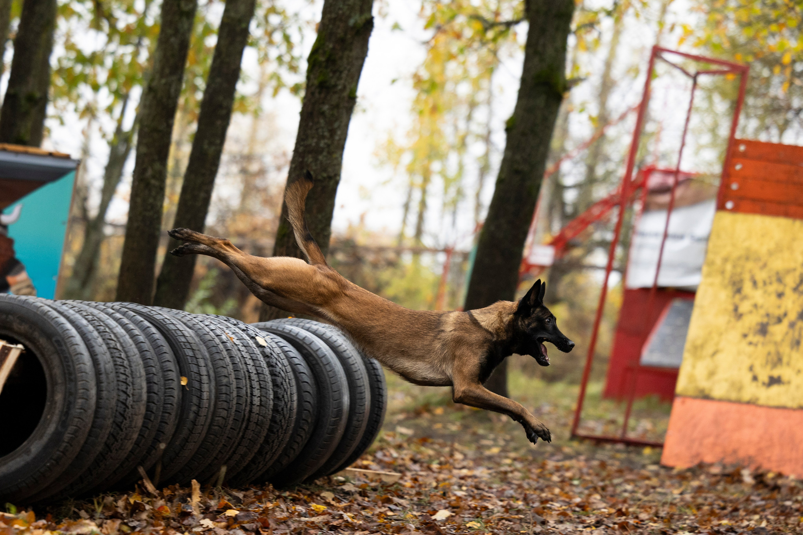 Соревнования по Мондьорингу г. Вологда. Фотограф-анималист Анна Маринич