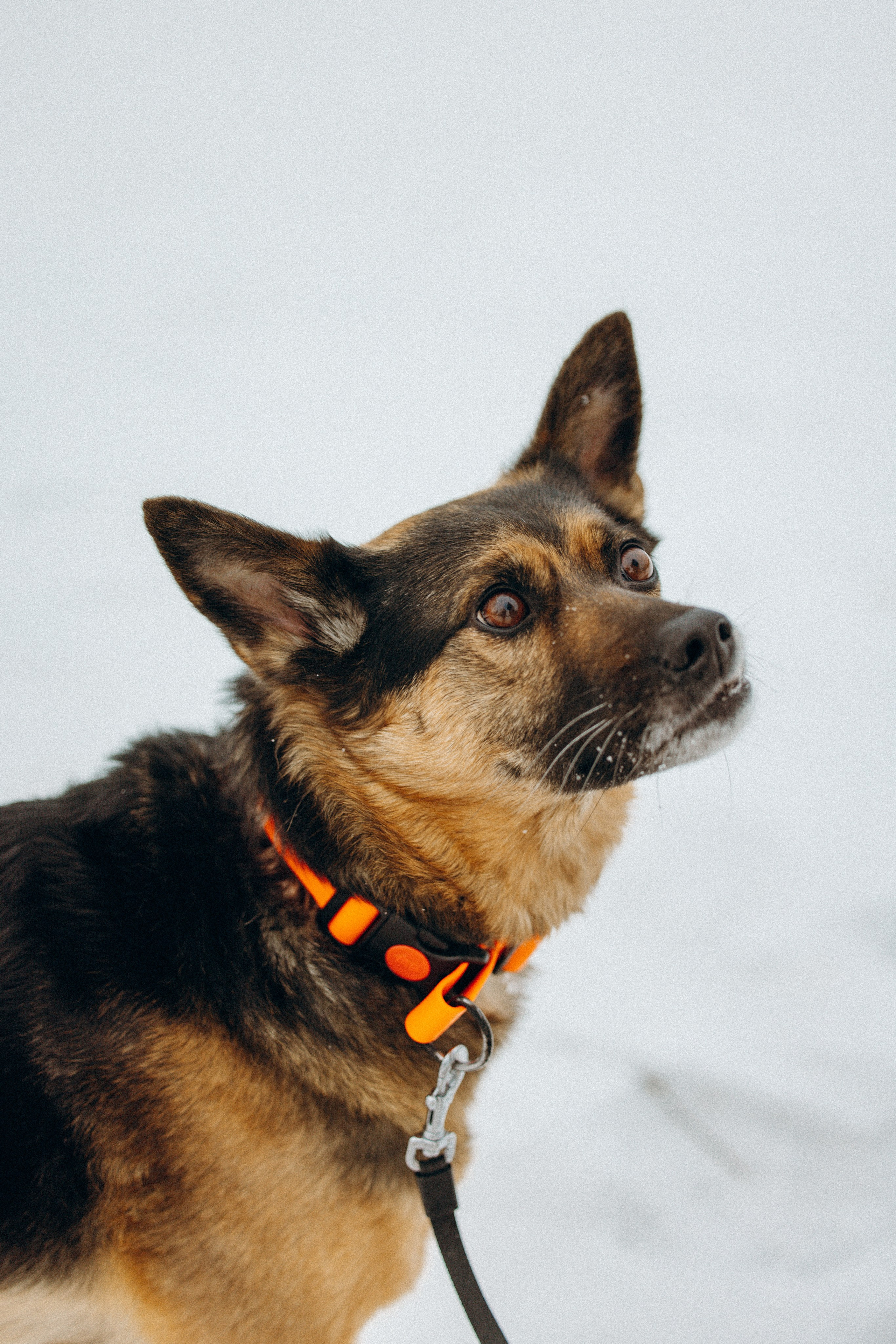 Ника, Матиша и Герда. Фотограф-анималист в Москве Лера Черноног