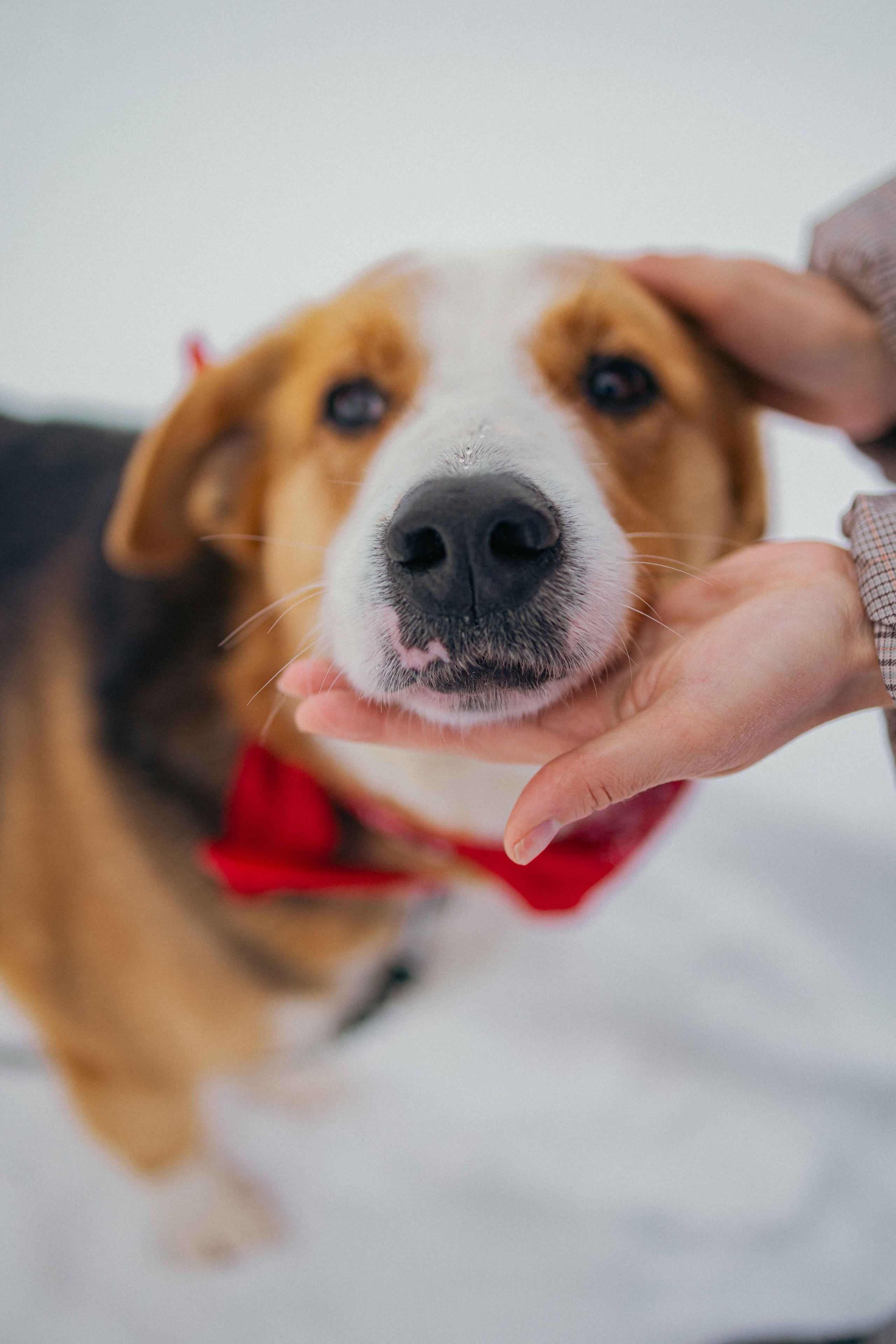 Петя. Фотограф-анималист в Москве Лера Черноног