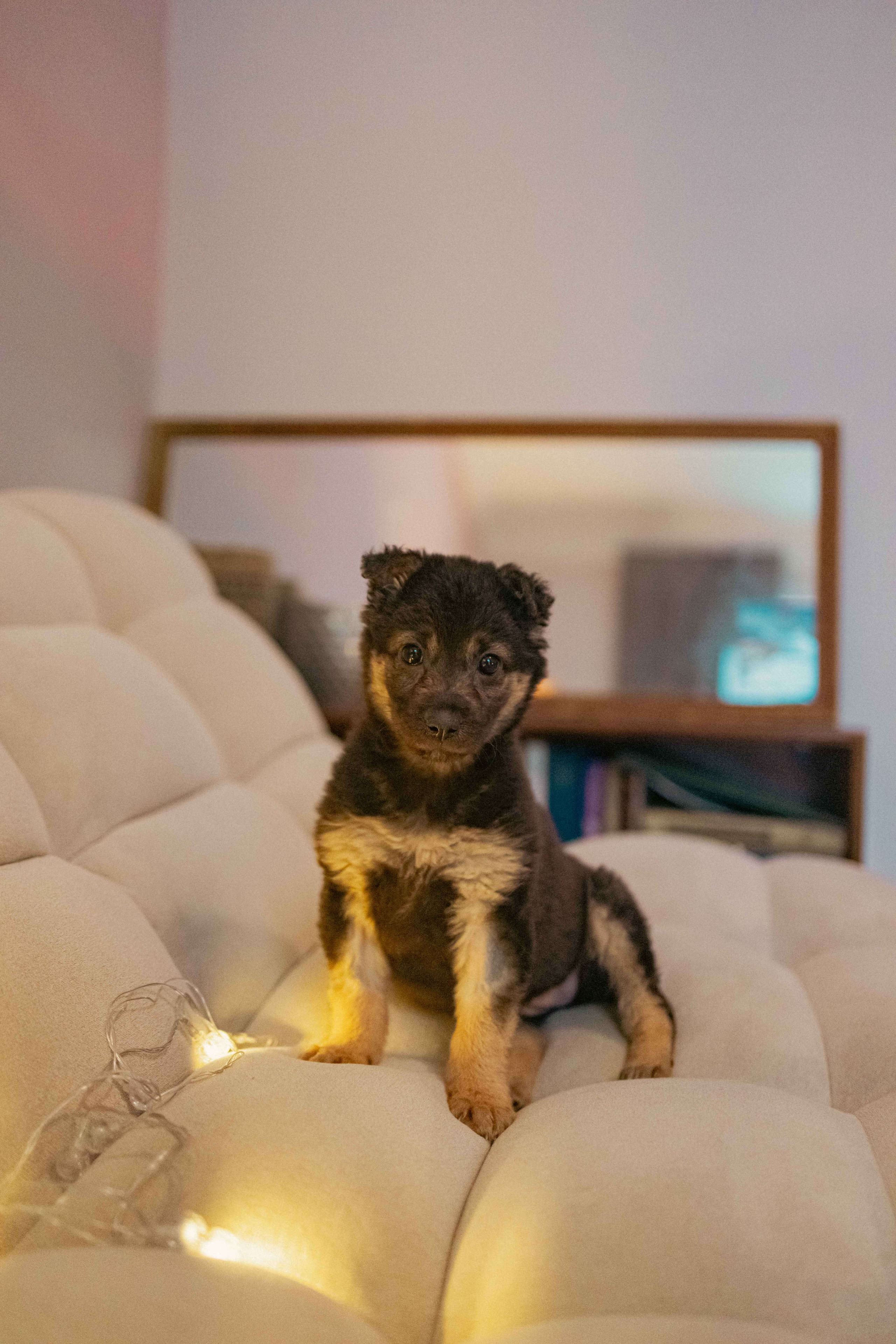 Пеппа. Фотограф-анималист в Москве Лера Черноног