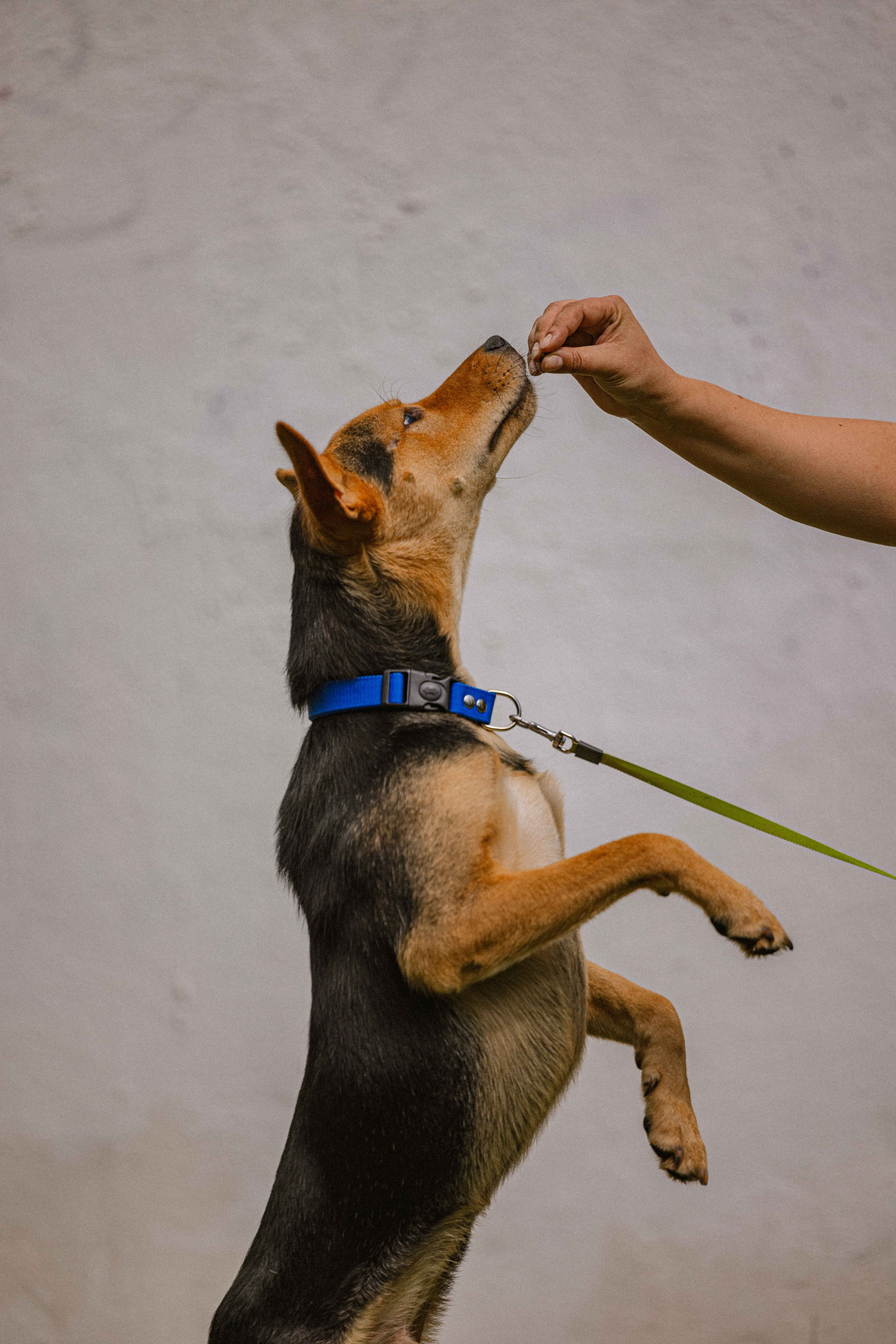 Джеки. Фотограф-анималист в Москве Лера Черноног