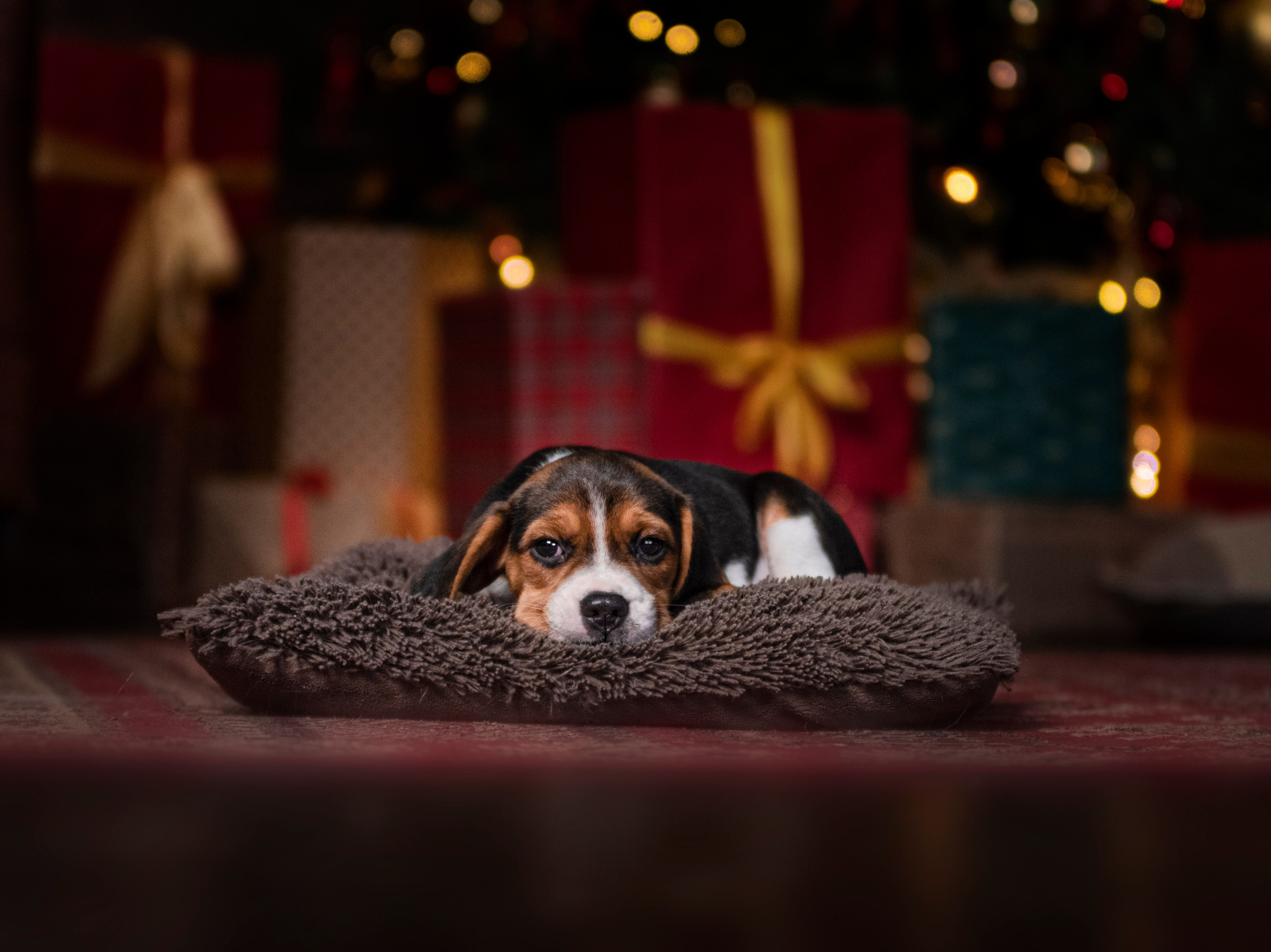 Съемка в фотостудии. Конный фотограф из Москвы Ирина Бондаркова