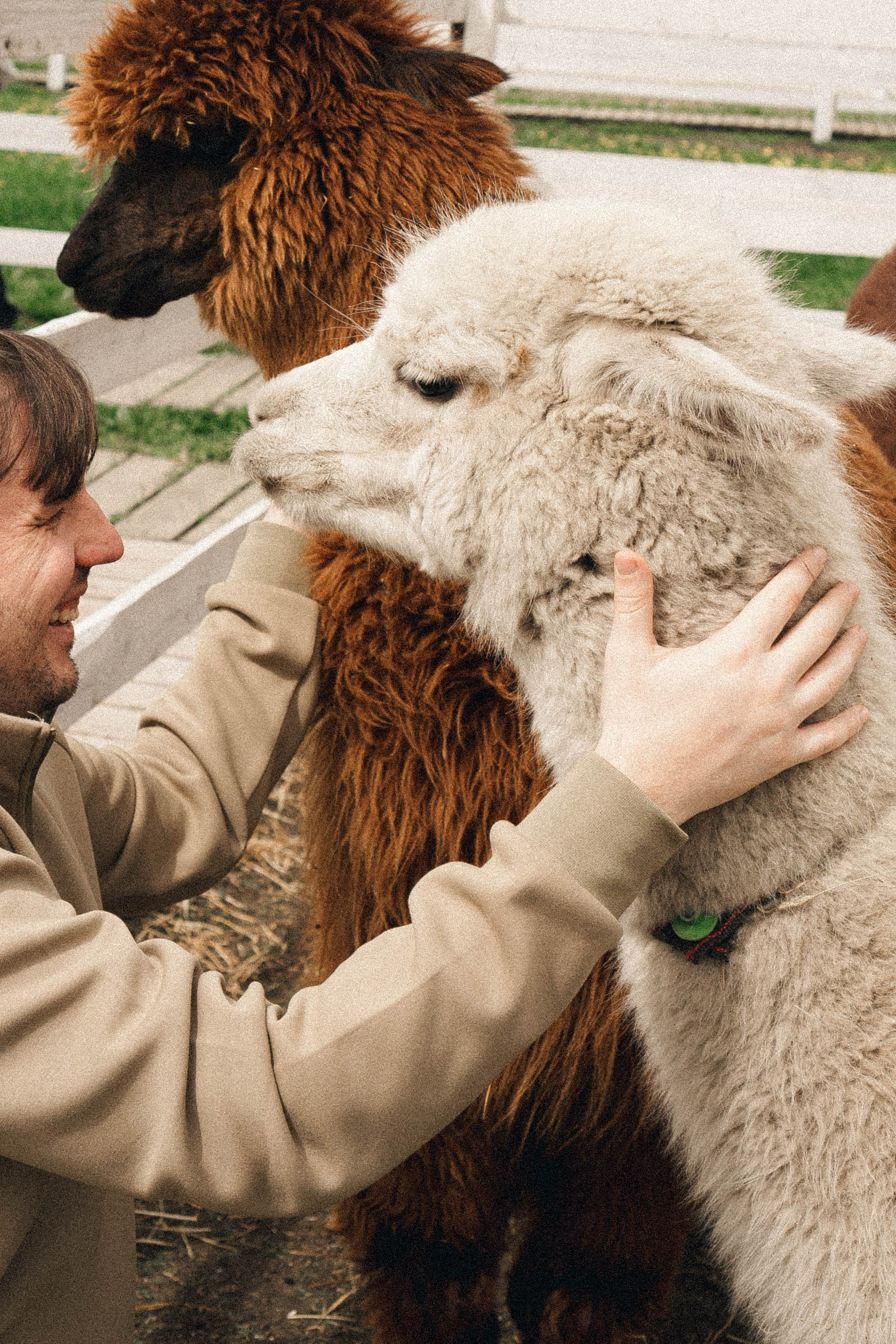 Ферма Альпак. Профессиональный фотограф, Санкт-Петербург — Виктория Богомолова