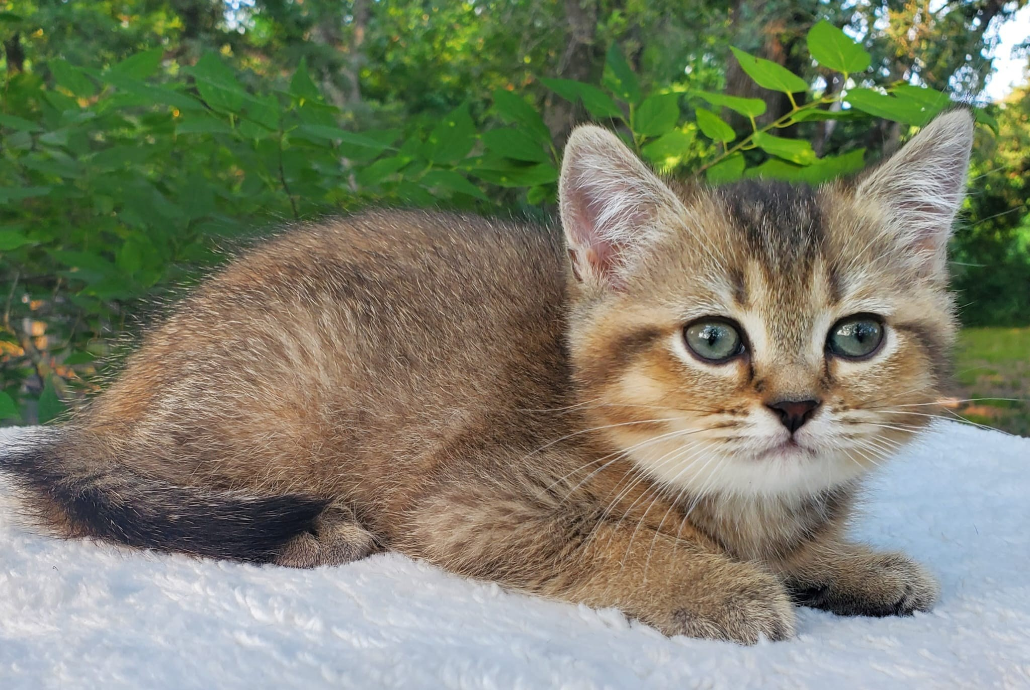 Mura, female, DB-04.07.25, sold. British shorhair Cats